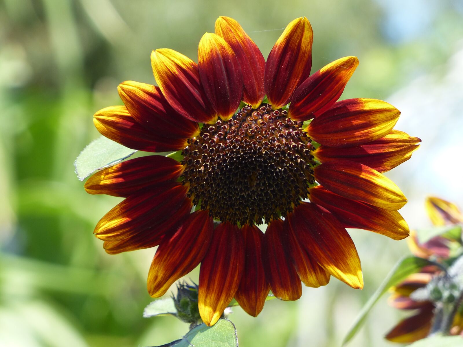 Panasonic Lumix DMC-FZ200 sample photo. Sunflower, flower, bright photography