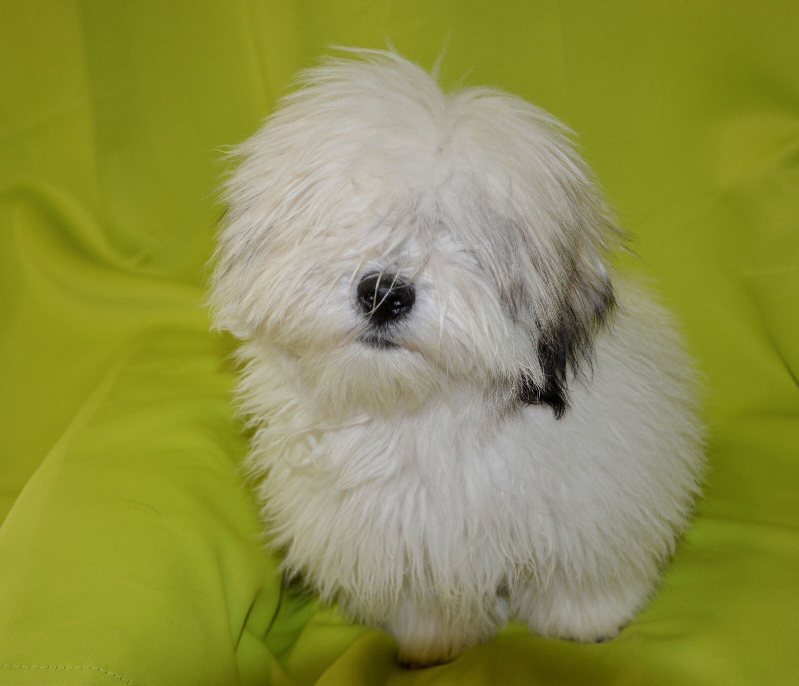 Nikon D5200 sample photo. Dog, dog coton de photography