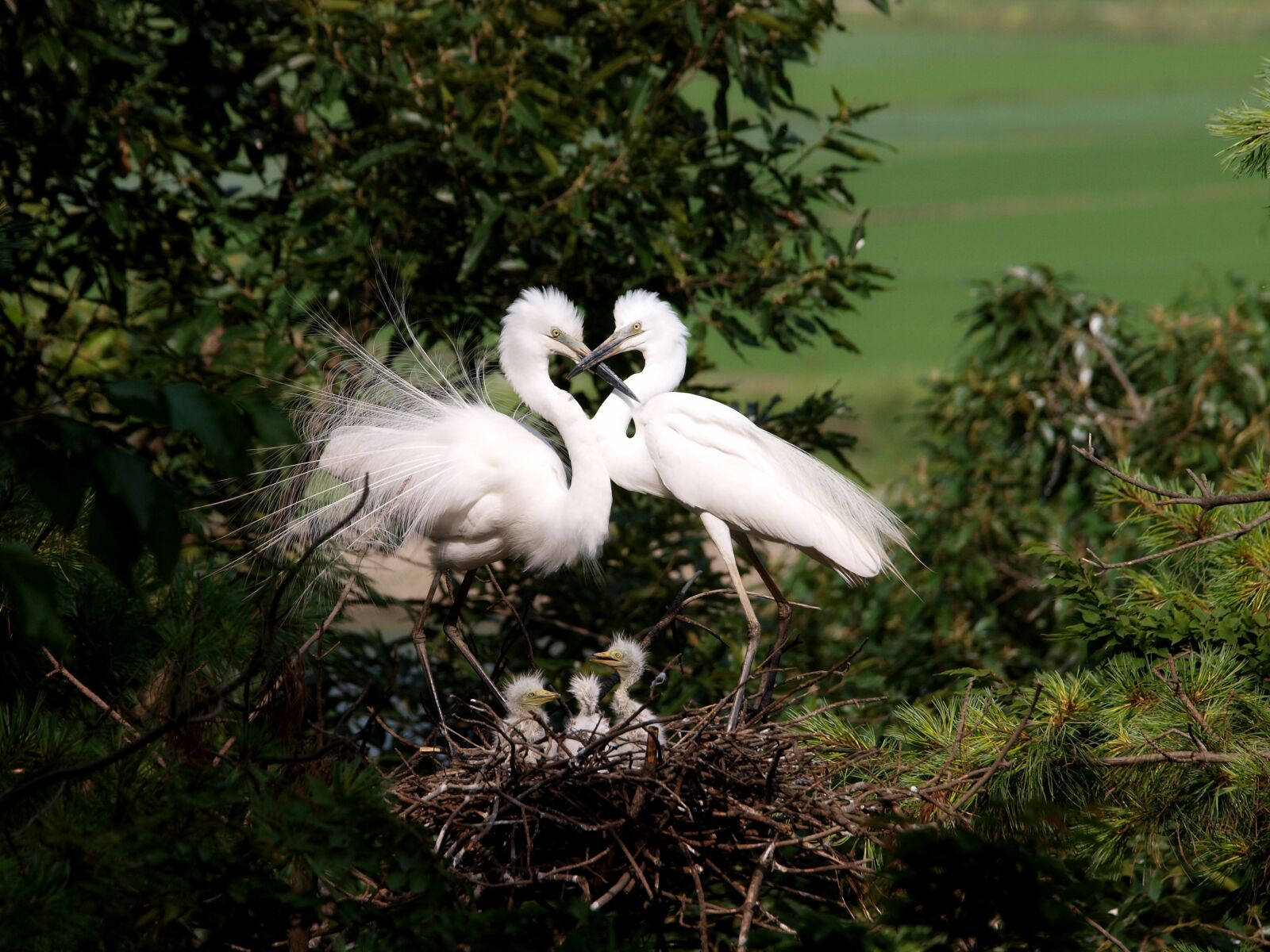 Olympus E-3 sample photo. Egret, herons, chicks photography