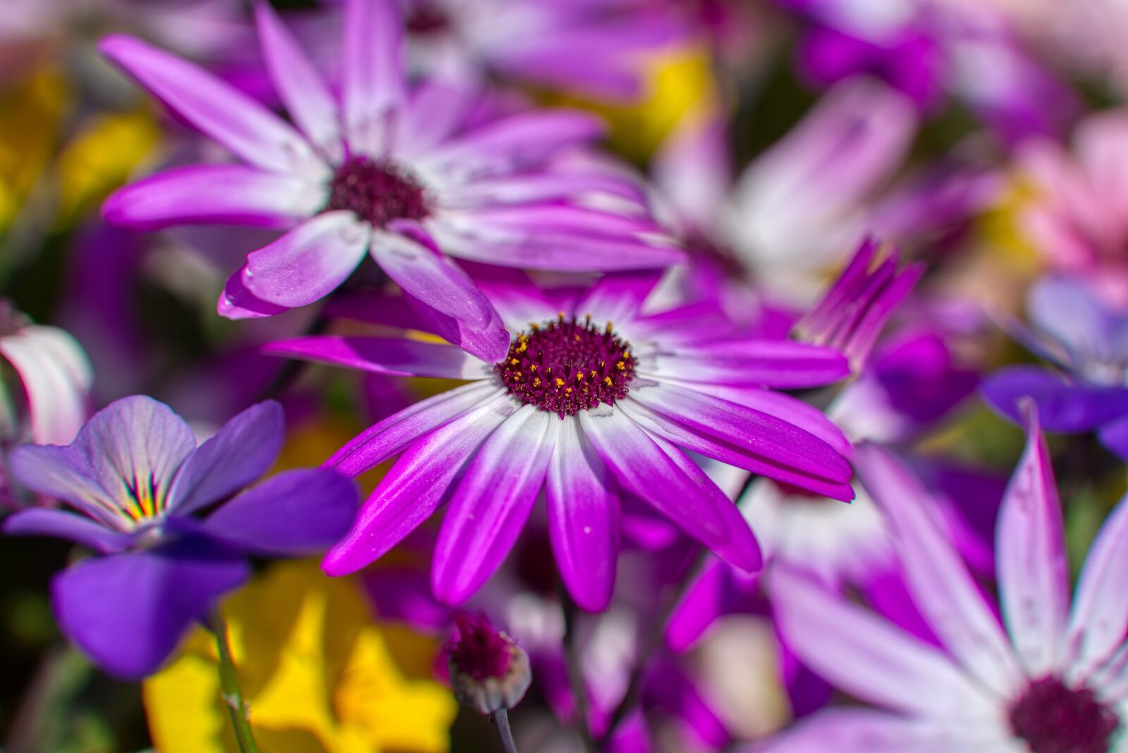 Nikon D750 sample photo. Cinerarie, asteraceae, compositae photography