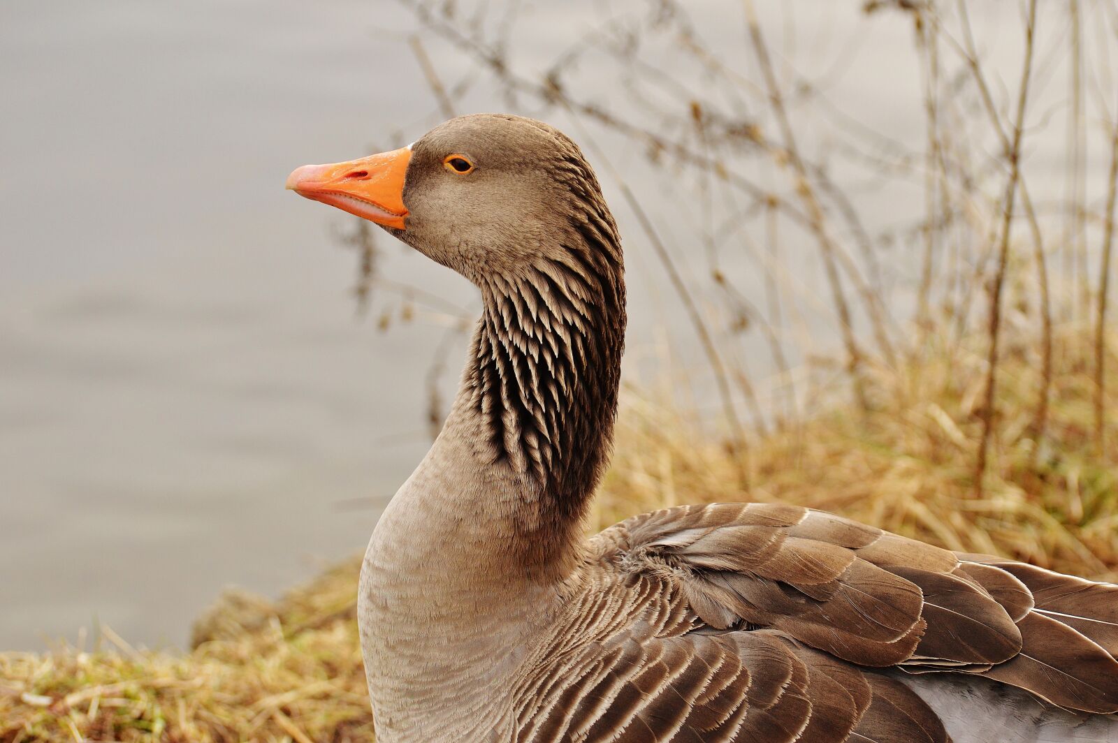 Nikon D3200 sample photo. Goose, bird, feather photography