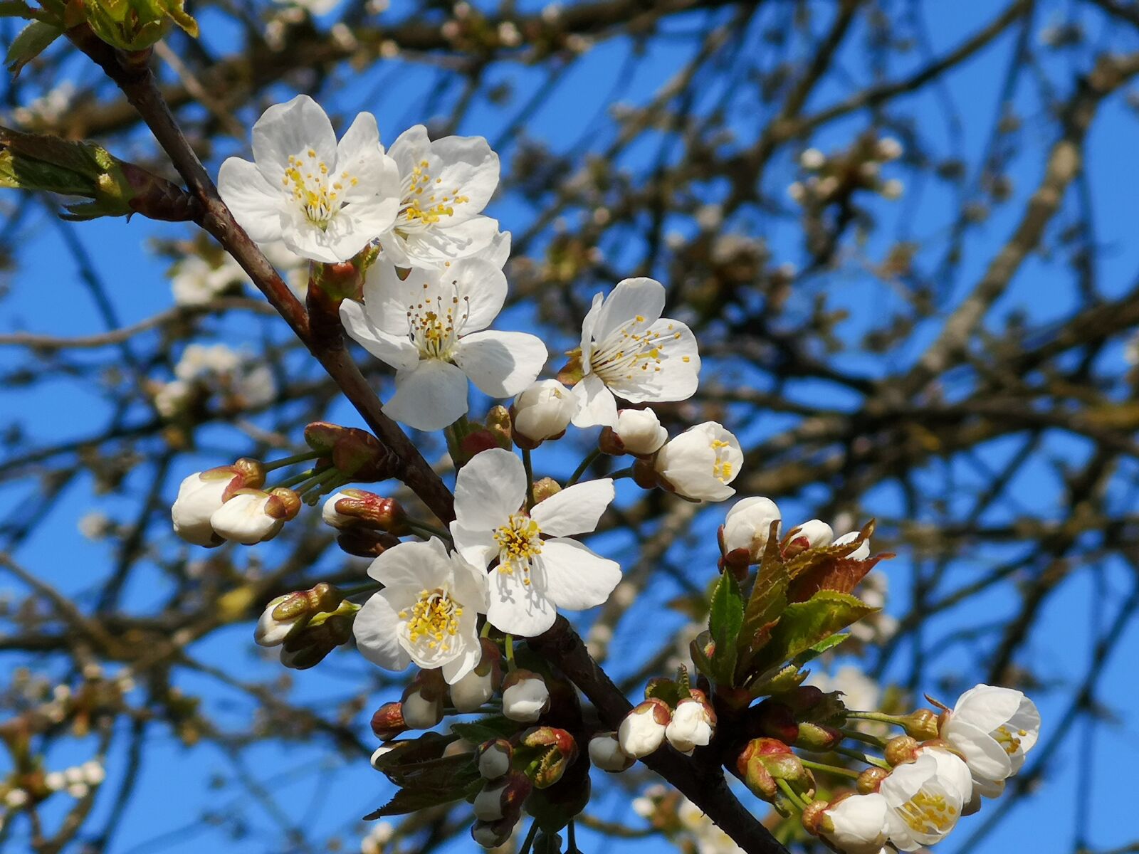 HUAWEI CLT-L29 sample photo. Tree, flowers, bud photography