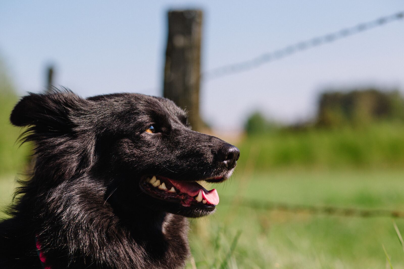Canon EF 85mm F1.8 USM sample photo. Black, puppy, dog photography