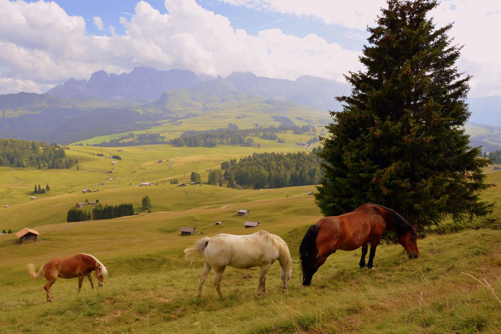 Nikon D7100 sample photo. Horse, tree, prato photography