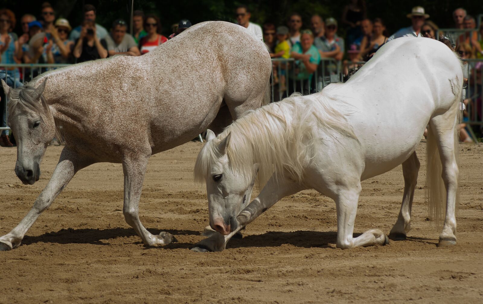 Tamron AF 70-300mm F4-5.6 Di LD Macro sample photo. Horses, dressage, horse show photography