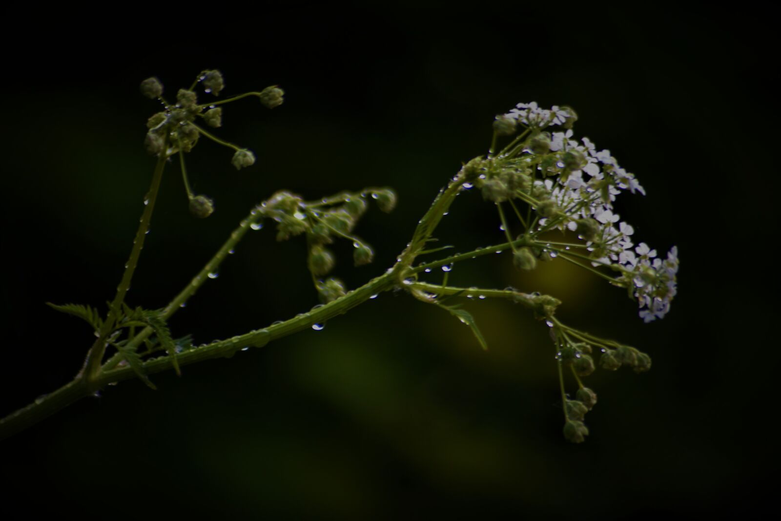 Nikon D7100 sample photo. Summer, sol, landscape photography