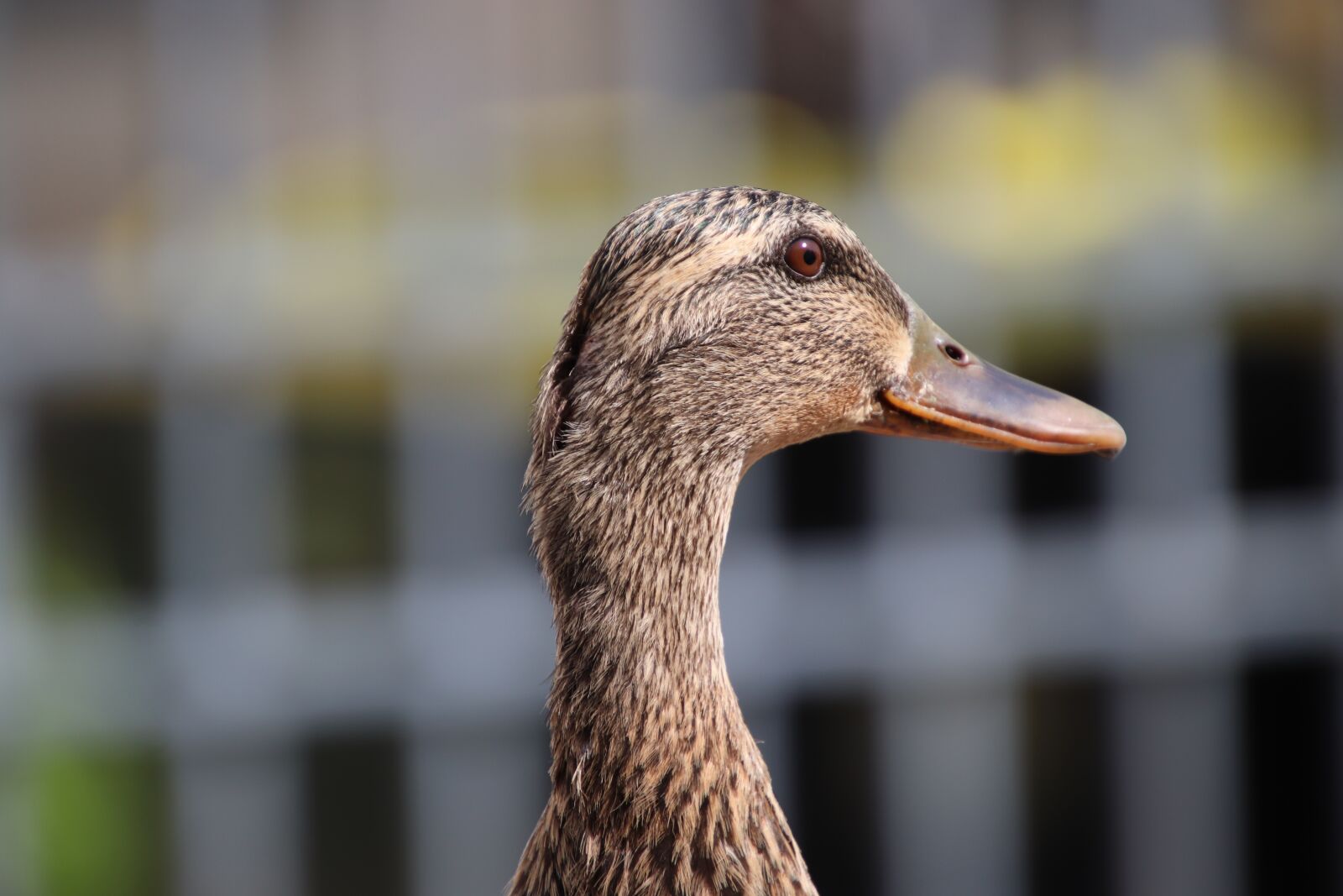 Canon EOS 800D (EOS Rebel T7i / EOS Kiss X9i) sample photo. Duck, ducks, waterfowls photography