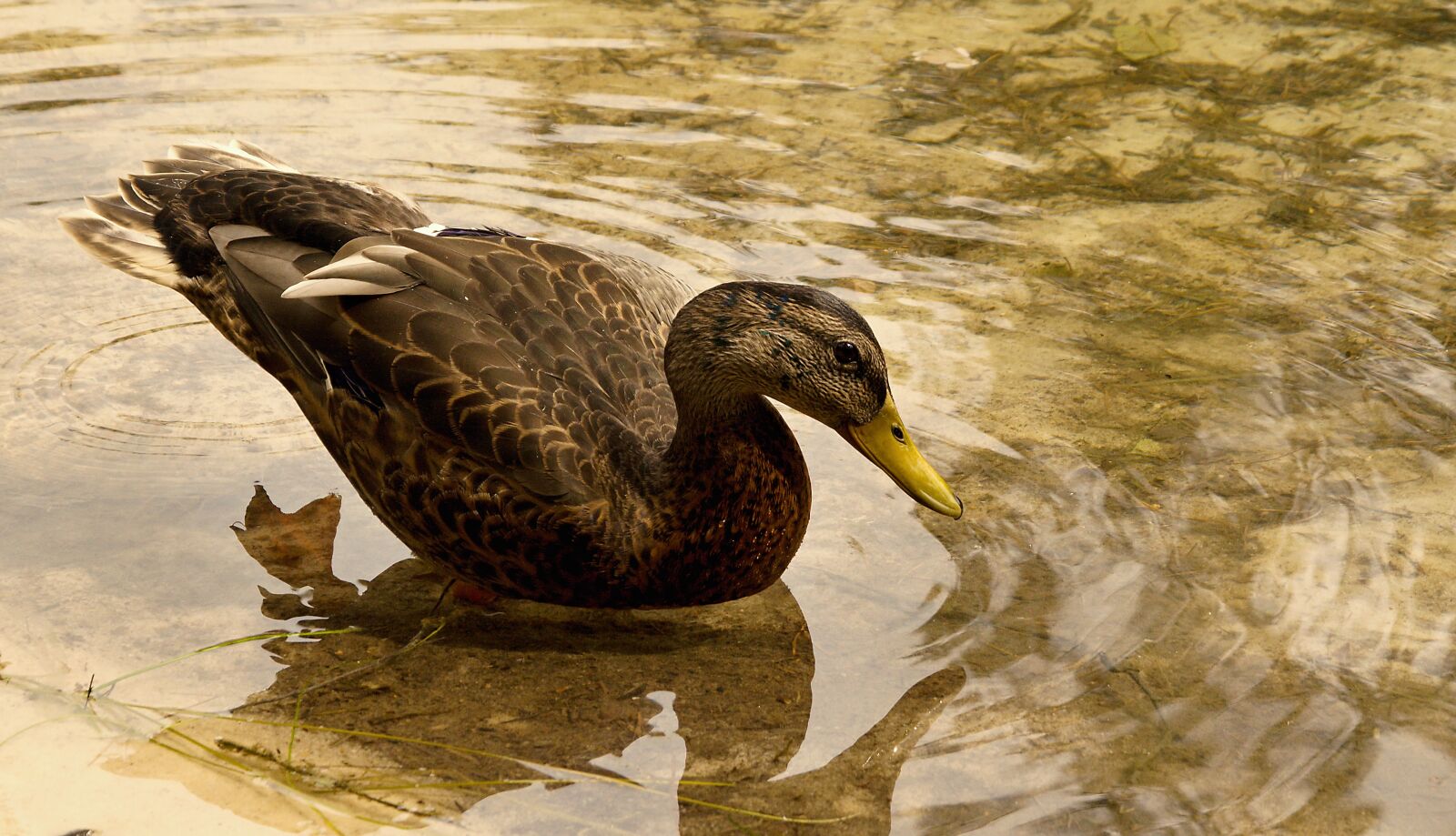 Nikon D5100 sample photo. Animal, background, beak photography
