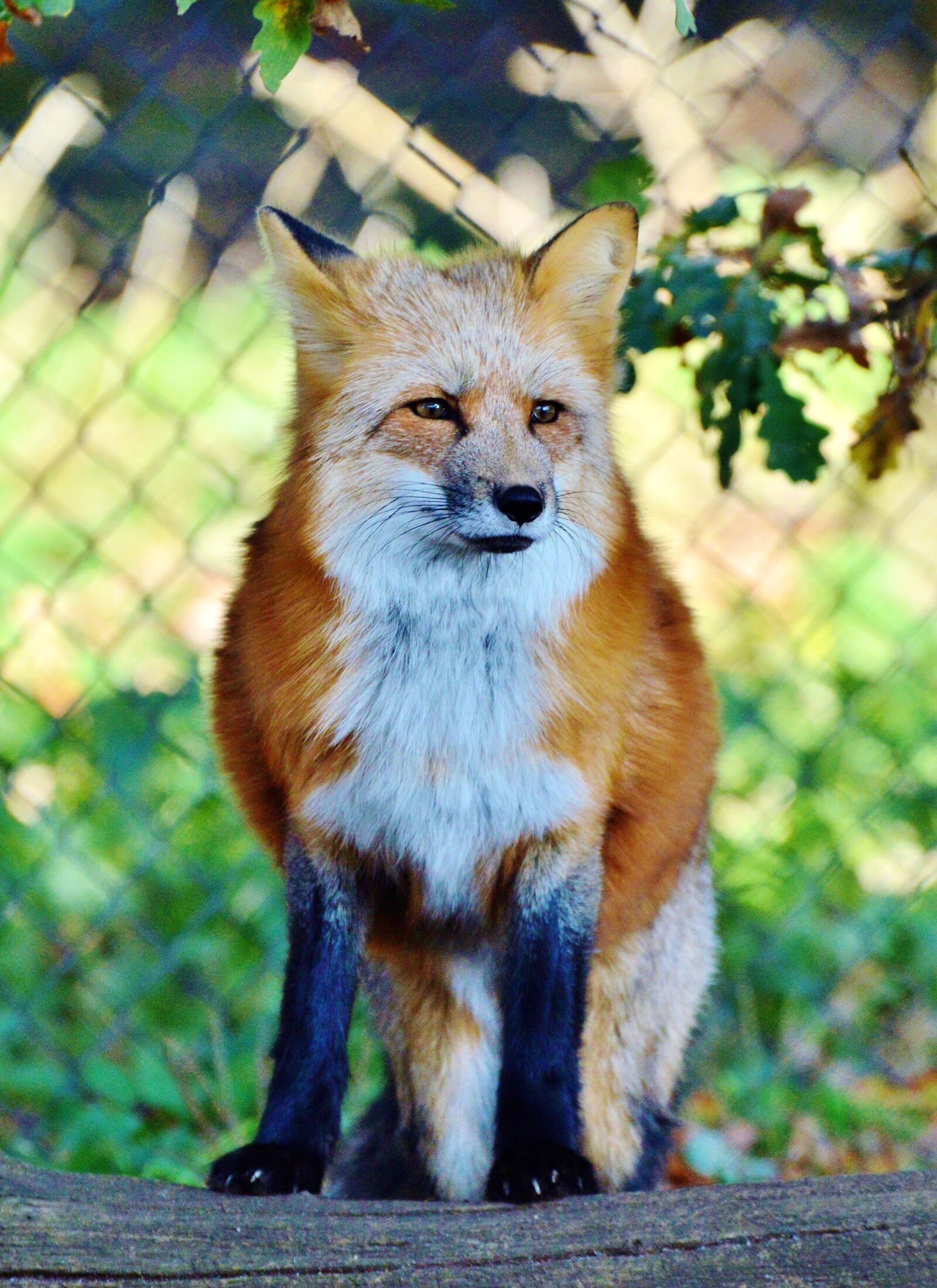 Nikon D3200 sample photo. Fuchs, red fox, predator photography