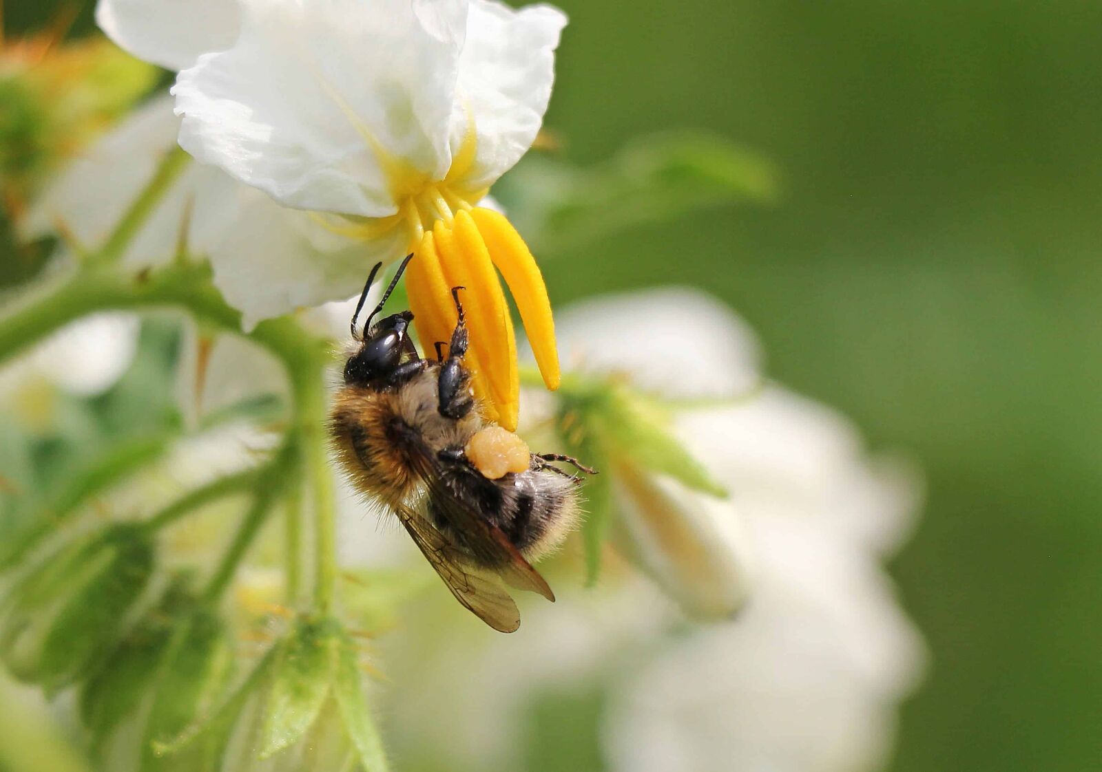 Canon EOS 550D (EOS Rebel T2i / EOS Kiss X4) sample photo. Insect, bee, nature, leaf photography