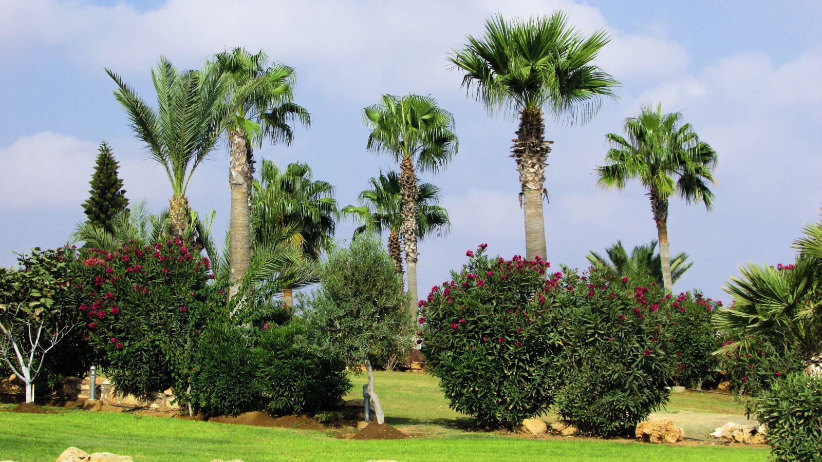 Canon PowerShot SX400 IS sample photo. Garden, trees, palms photography