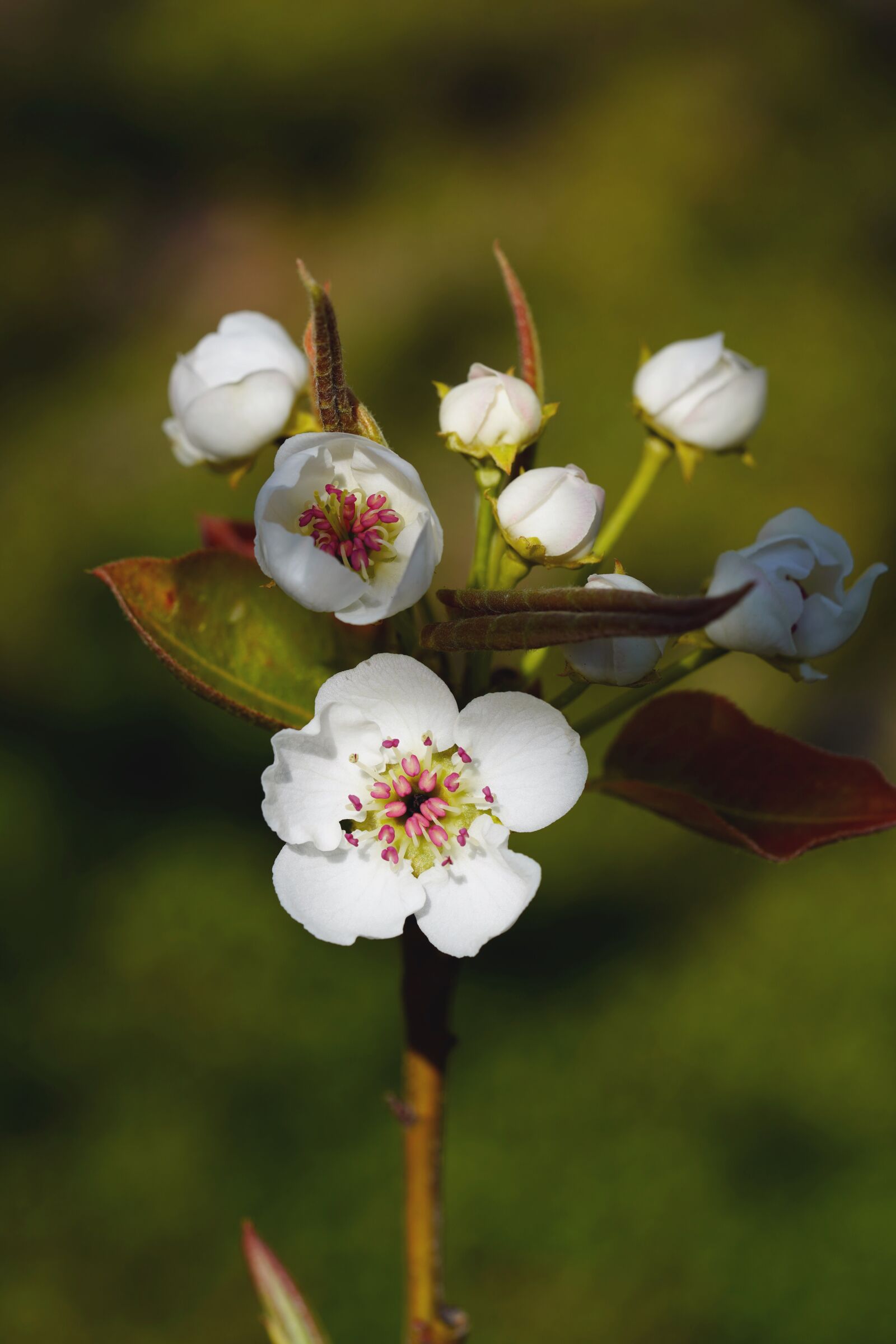 Sony a7R III + Sony FE 90mm F2.8 Macro G OSS sample photo. Pear, pear flower, fruit photography