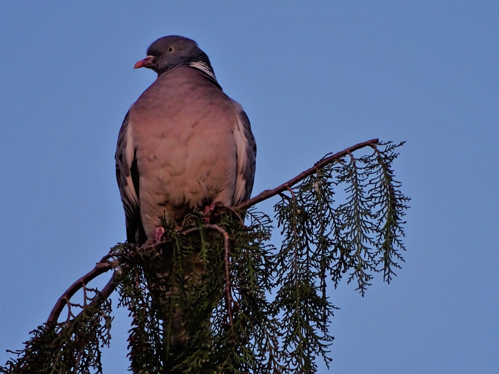 Sony Cyber-shot DSC-HX400V sample photo. Bird, pigeon, nature photography