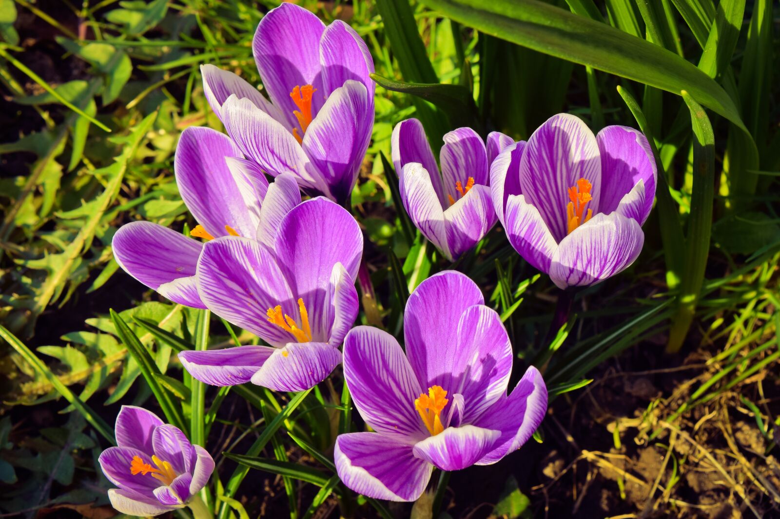 Nikon D3300 sample photo. Crocus, flower, spring photography