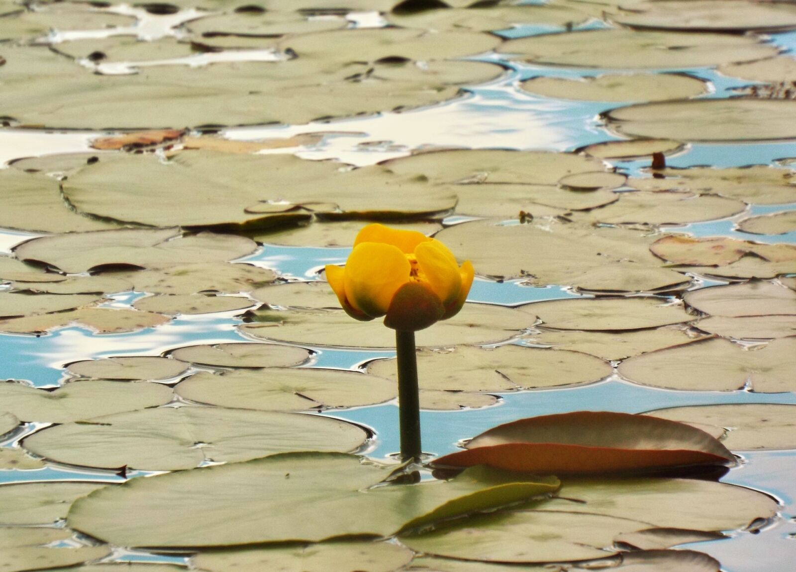 Fujifilm FinePix S8400W sample photo. Yellow pond lily, flower photography