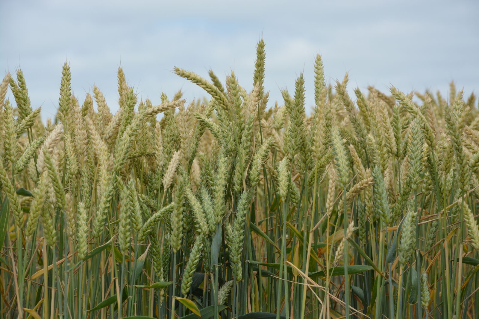 Nikon D5200 sample photo. Cereals, wheats, fields photography