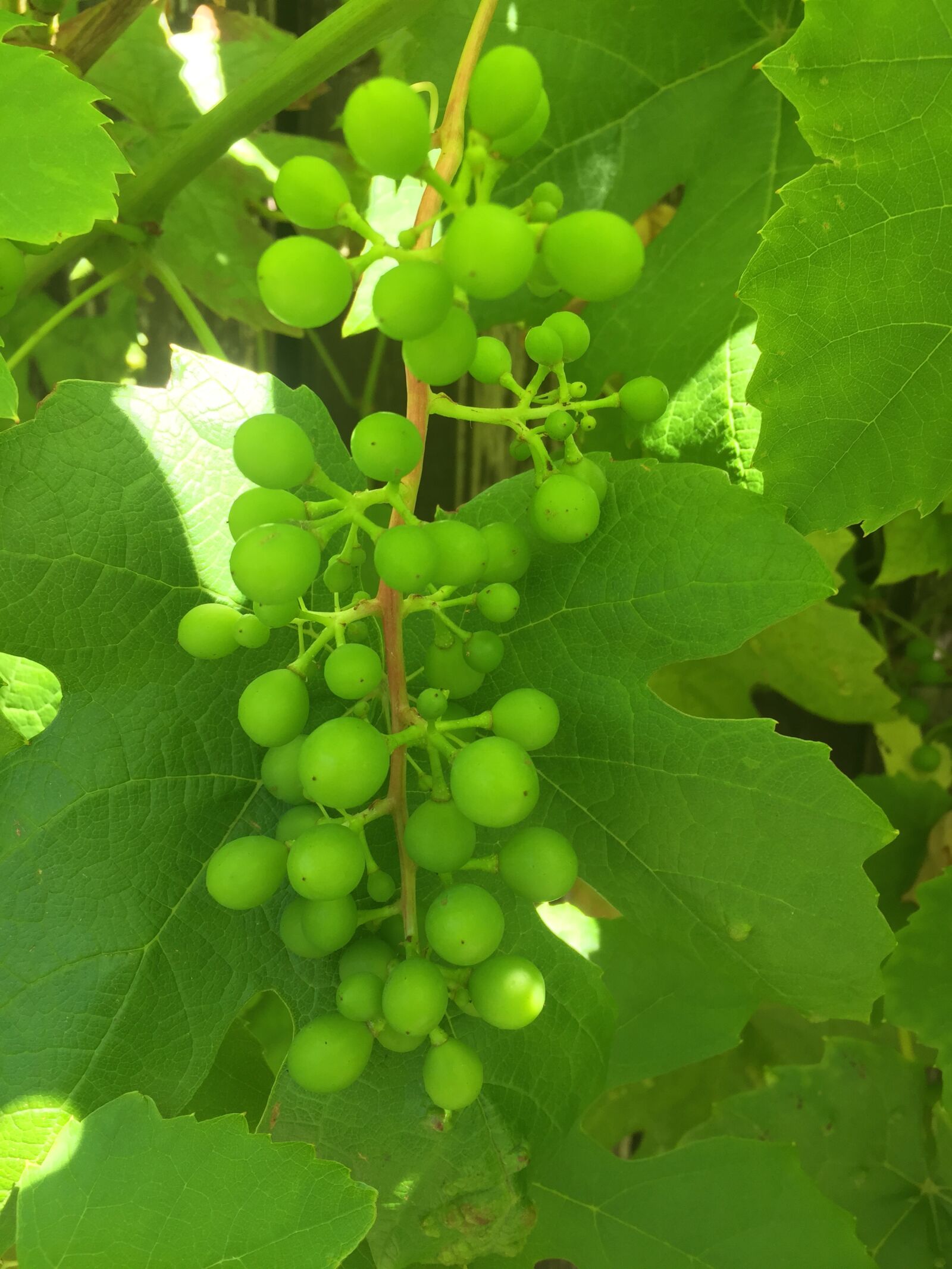 Apple iPhone 6 sample photo. Wine, grapes, grapevine photography