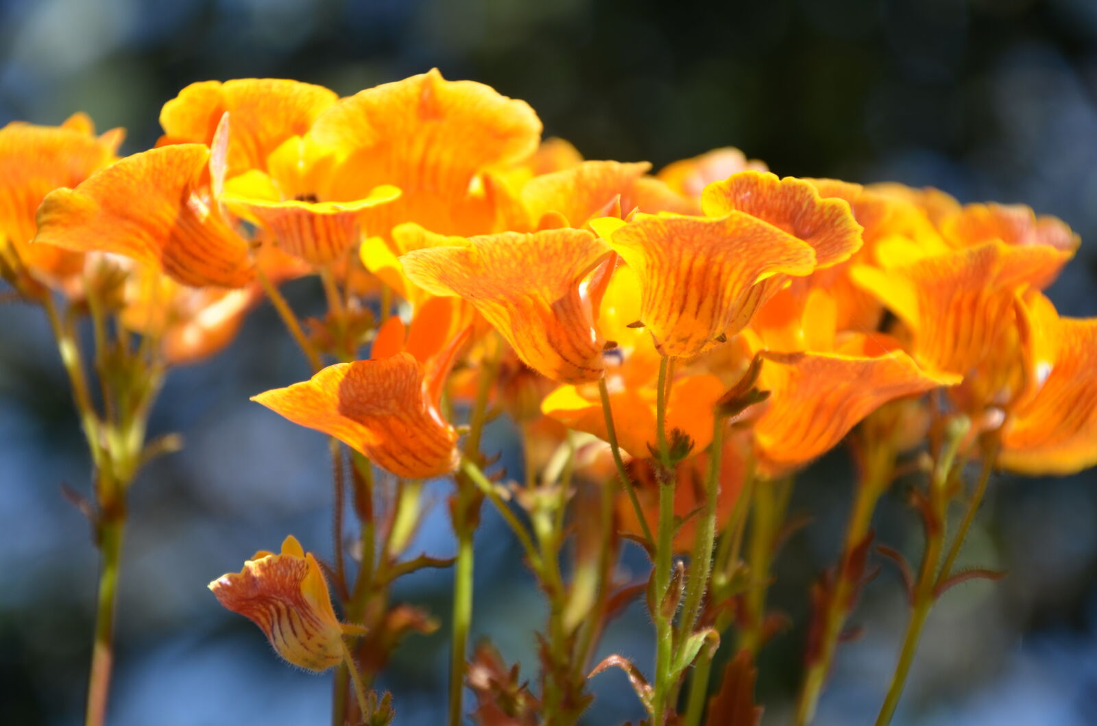 Nikon D7000 sample photo. Orange, flowers photography