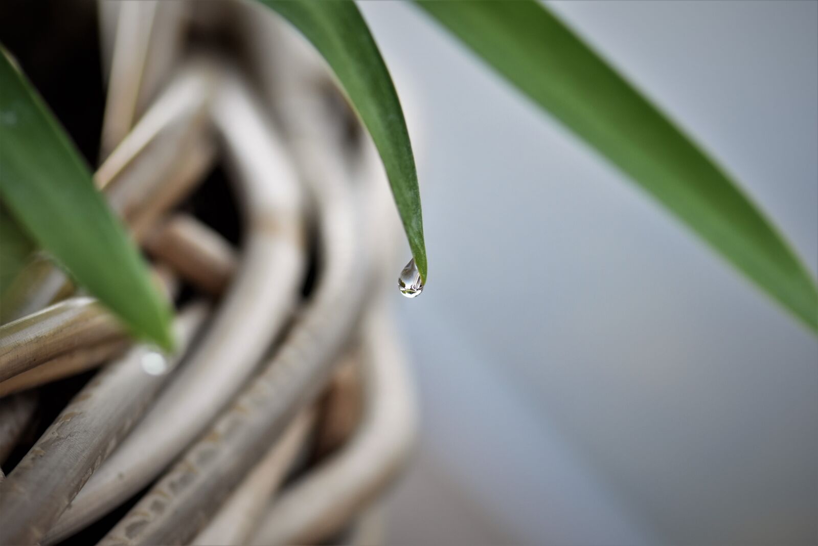 Nikon D5500 sample photo. Drip, dew, raindrop photography