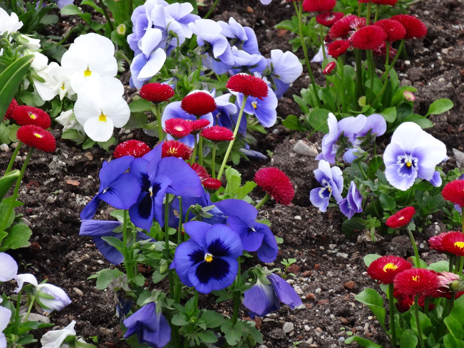 Sony Cyber-shot DSC-HX20V sample photo. Flowers, thinking, garden photography