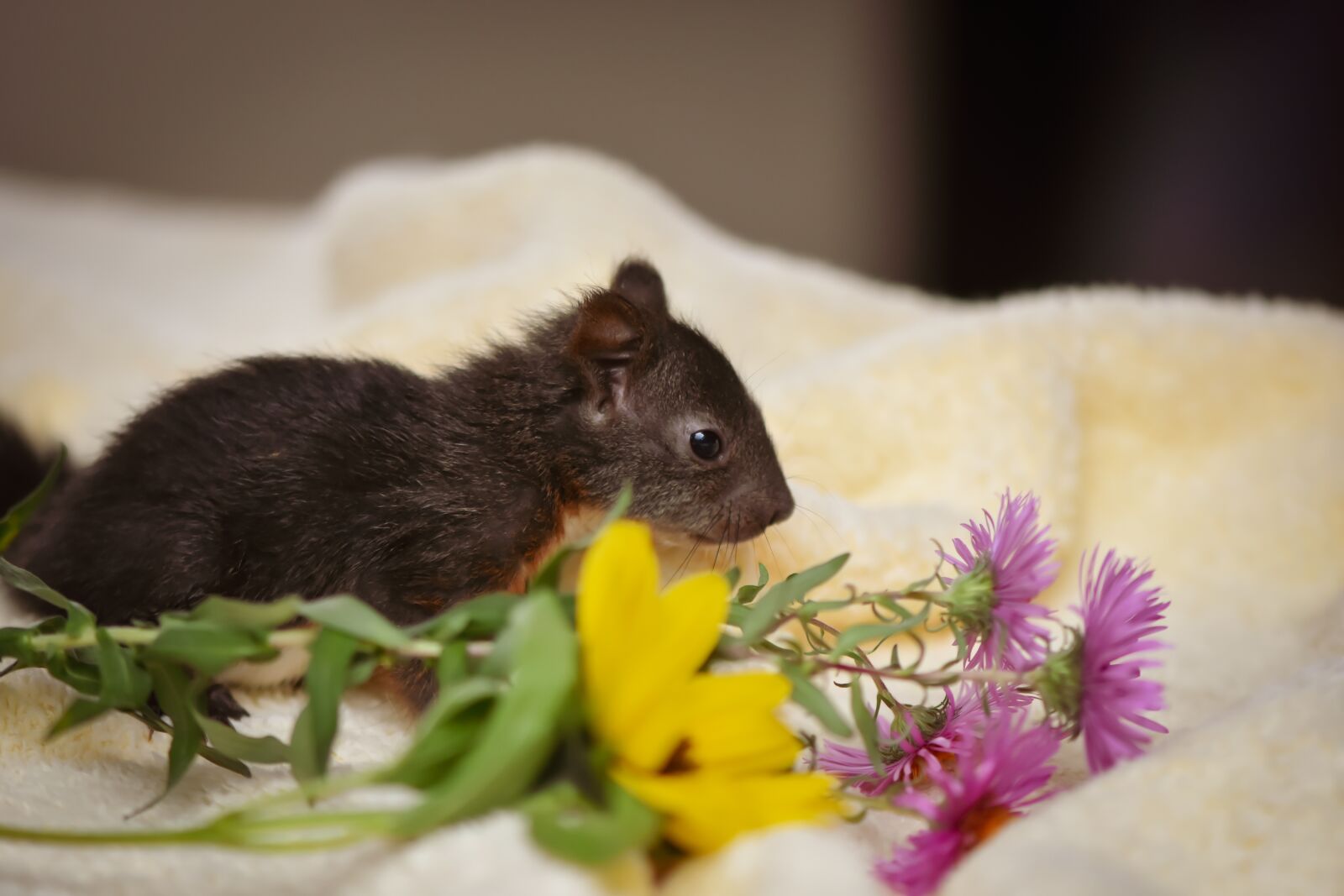 Nikon D7200 sample photo. Squirrel, young animal, small photography
