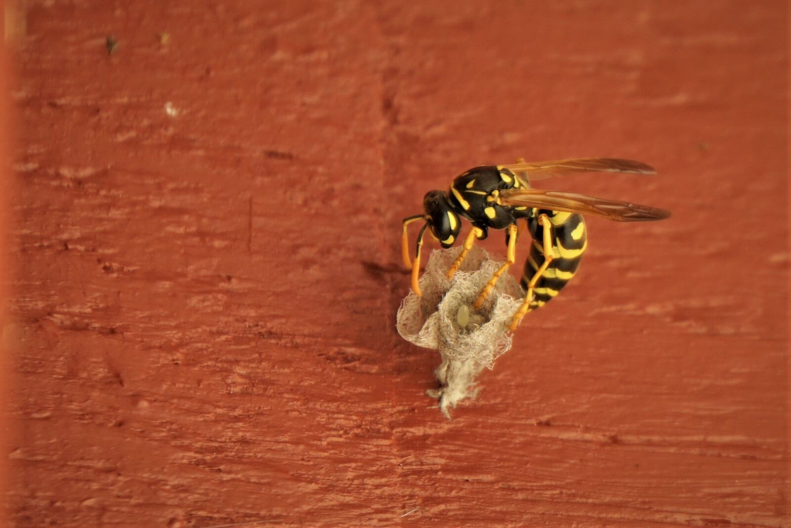Sony E 18-200mm F3.5-6.3 OSS sample photo. Wasp, the hive, field photography