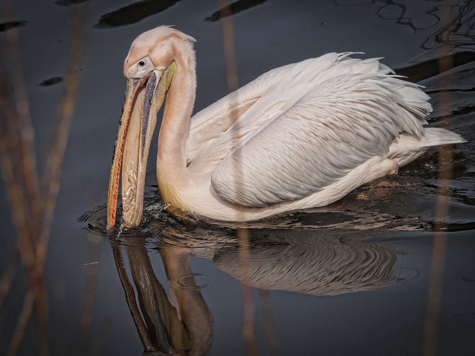 Sony SLT-A58 sample photo. Pelikan, bird, water photography