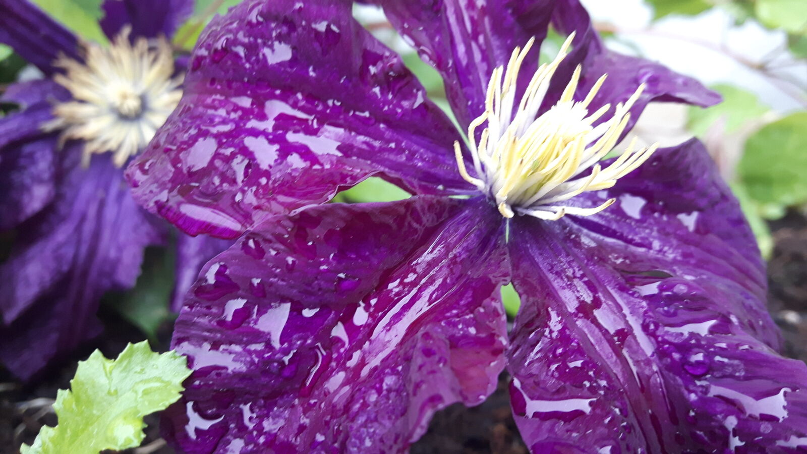 Samsung Galaxy S5 Neo sample photo. Clematis, colorful, potplant, purple photography