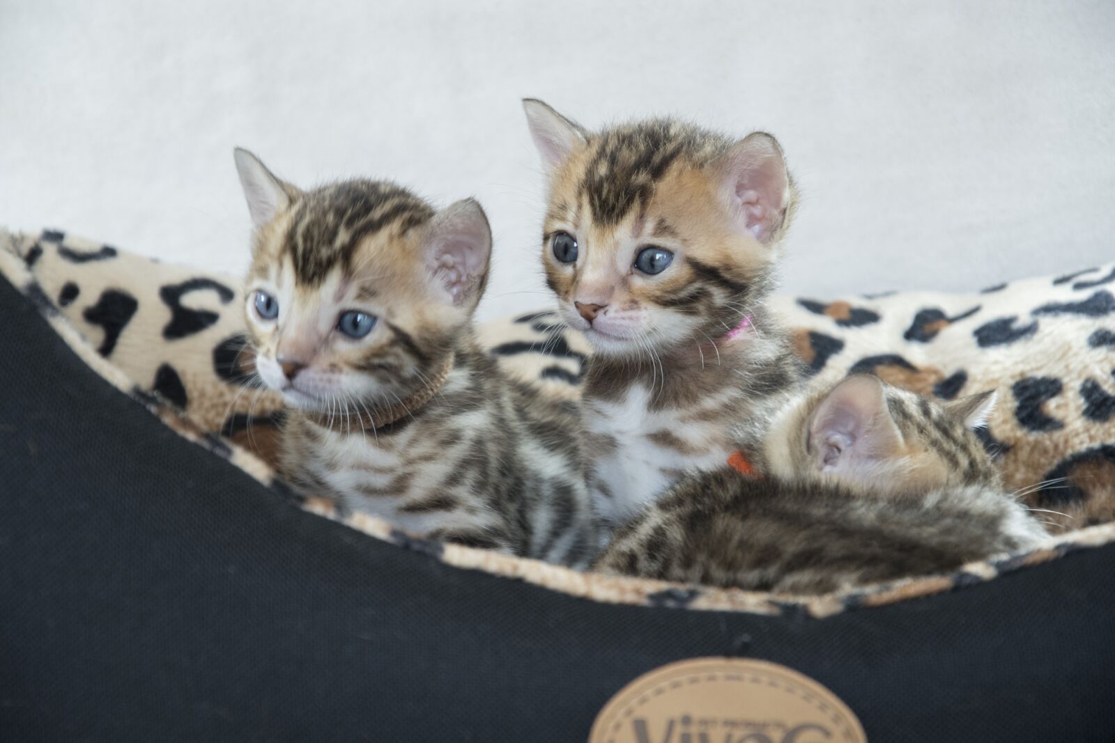 Nikon D500 sample photo. Bengal, kitten, feline photography