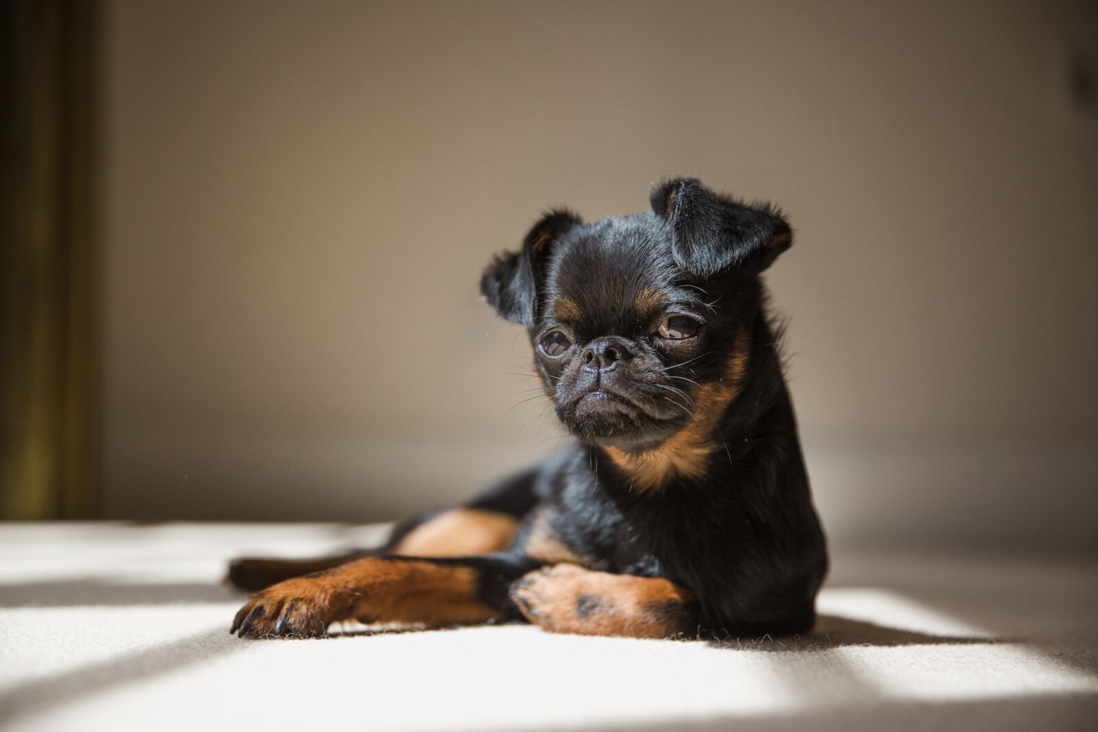 Canon EF 24-70mm F2.8L II USM sample photo. Dog, puppy, brussels griffon photography
