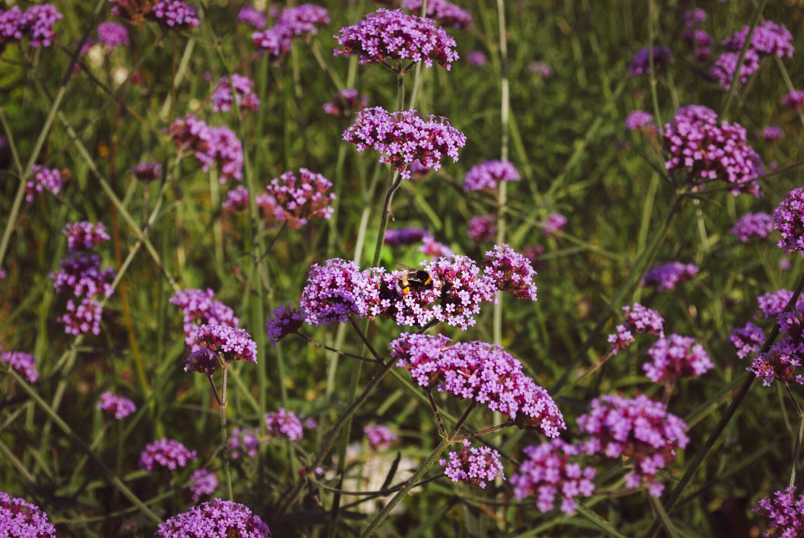 Nikon D60 sample photo. Summer, flowers, verbena photography