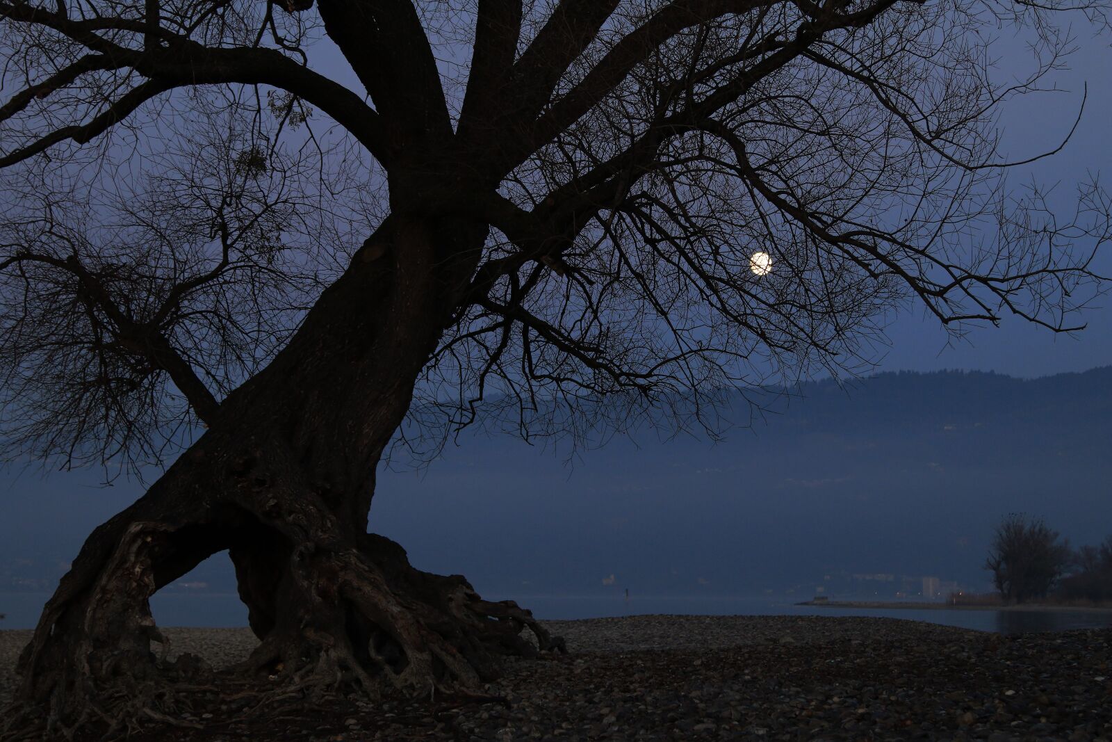 Canon EOS 70D + Canon EF 24-105mm F4L IS USM sample photo. Tree, dance, moon photography