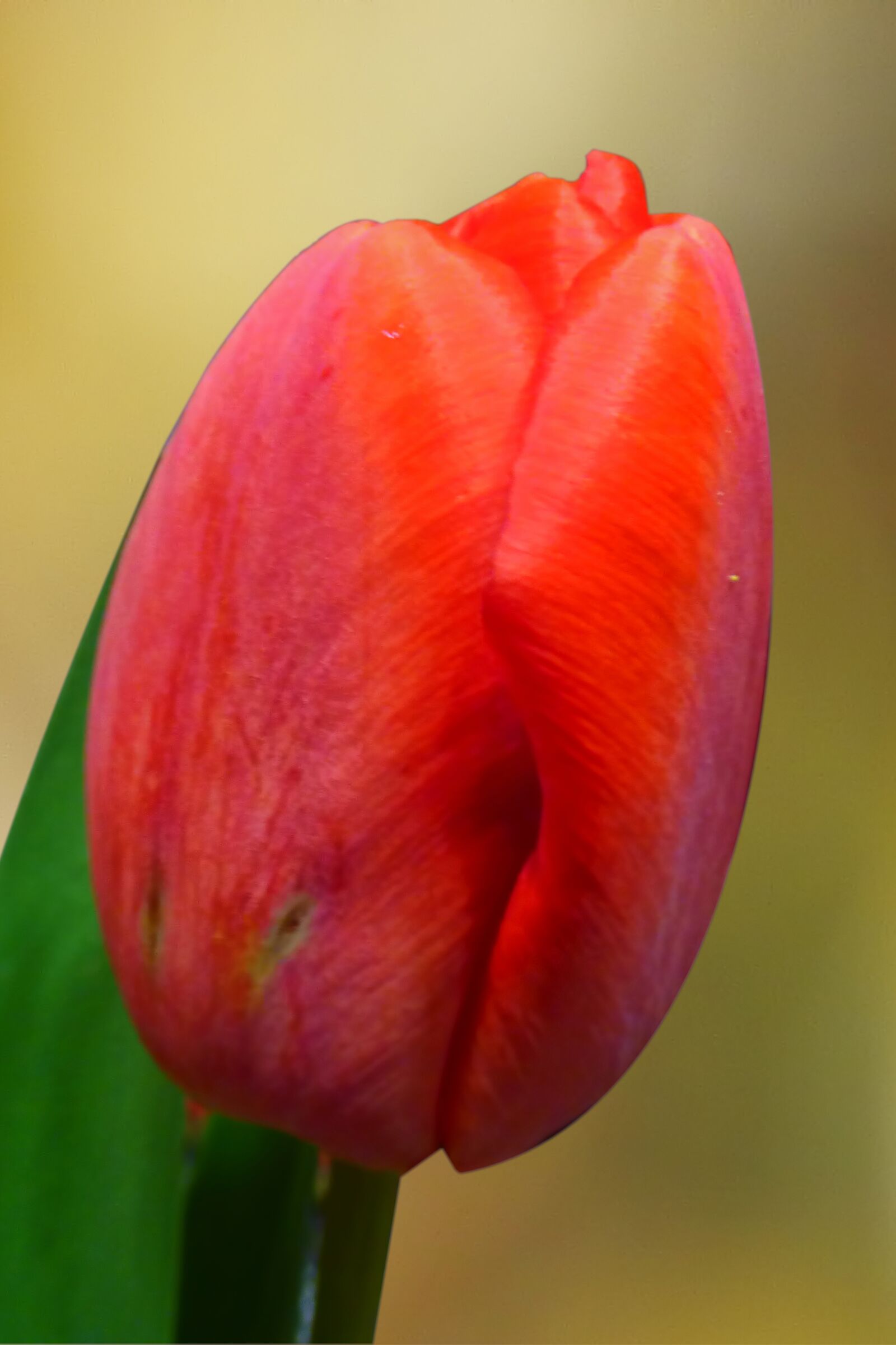 Panasonic DMC-FZ72 sample photo. Tulip, blossom, bloom photography