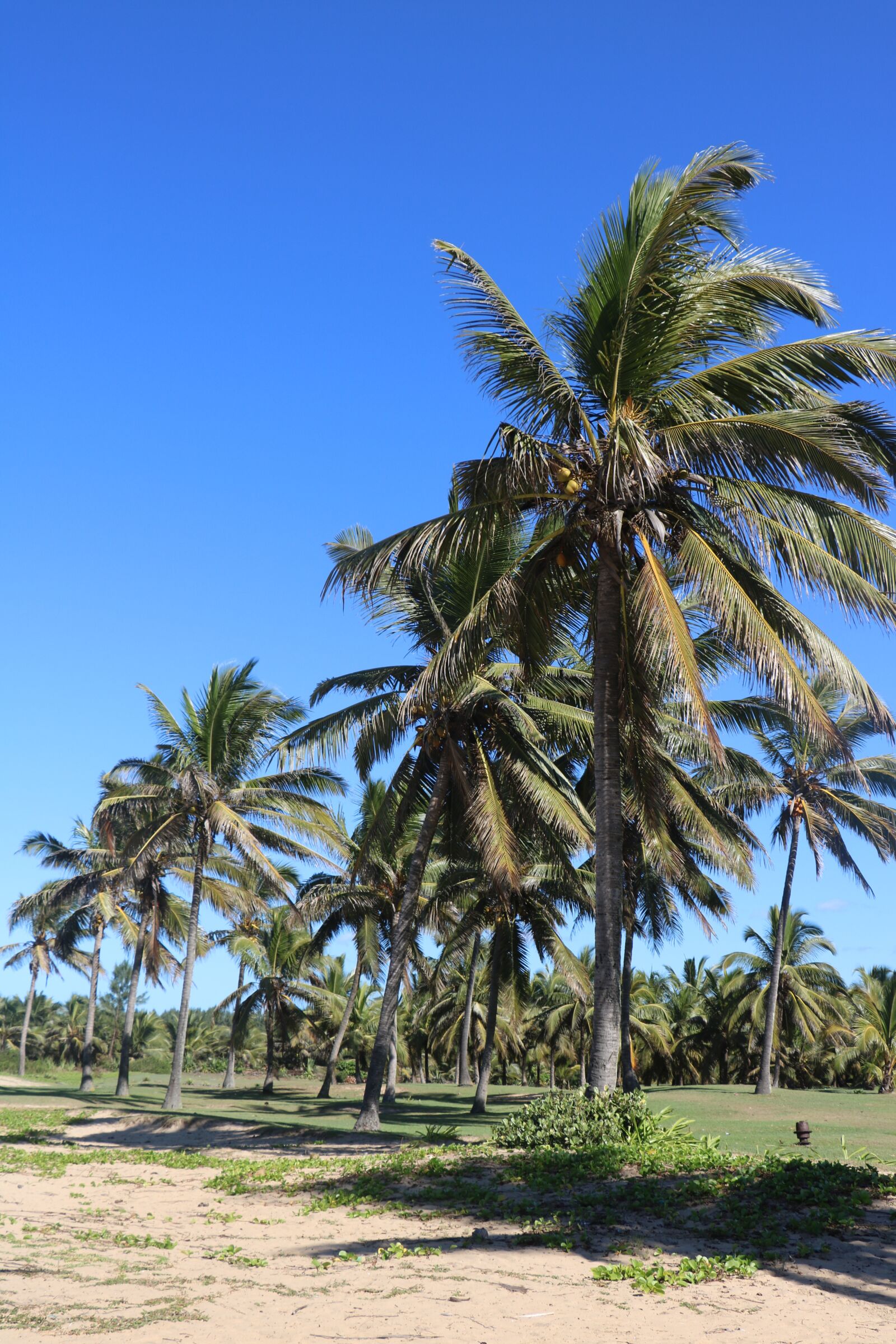 Canon EOS 760D (EOS Rebel T6s / EOS 8000D) sample photo. Tropical, beach, summer photography