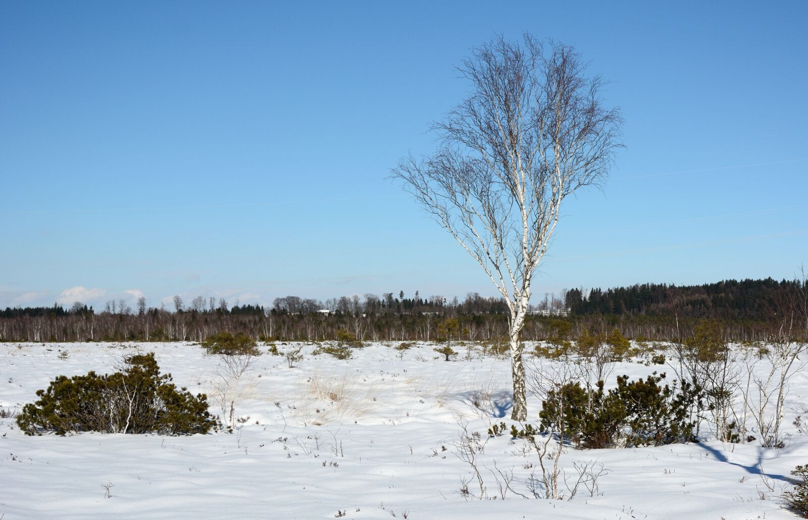 Nikon D7100 sample photo. Winter, snow, tree photography