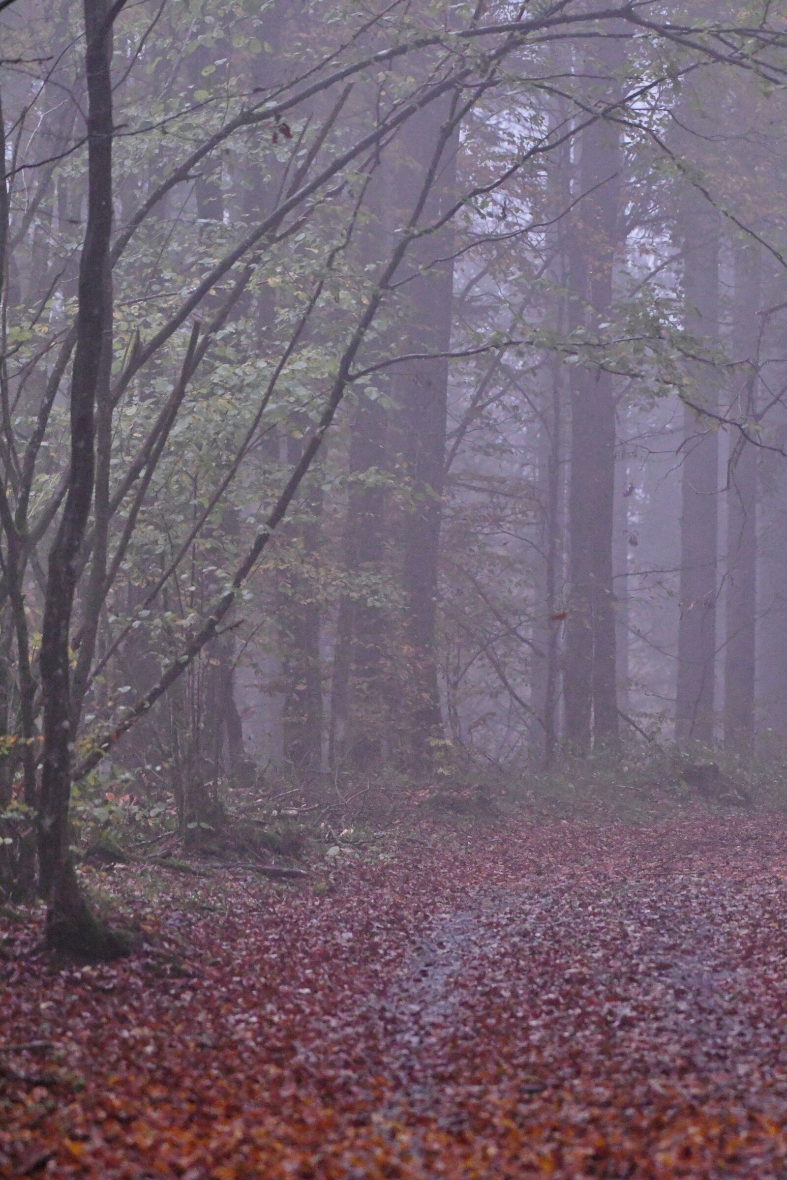 Nikon D500 sample photo. Fog, november, forest path photography