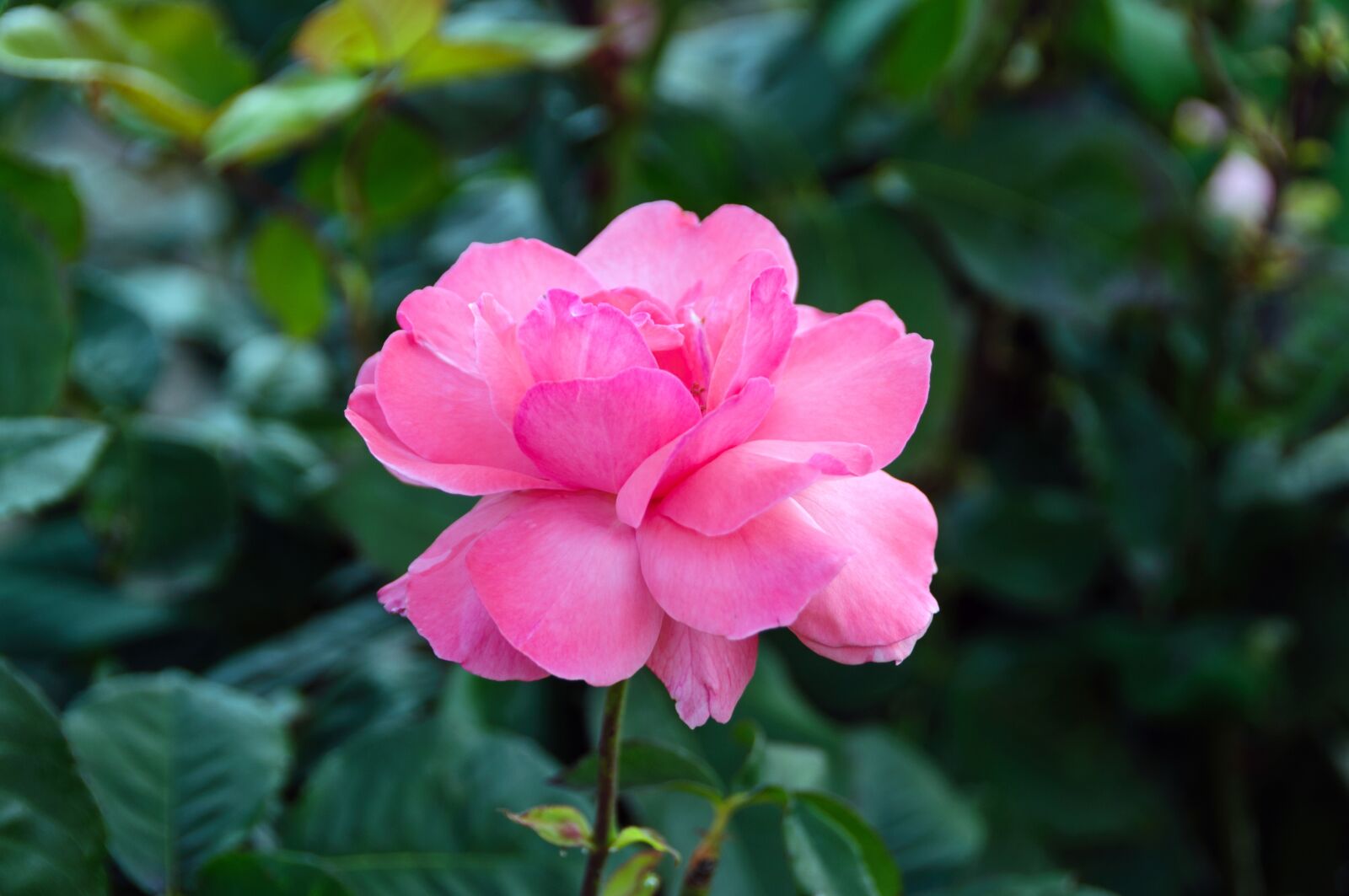 Nikon D300 sample photo. Flower, rose, nature photography