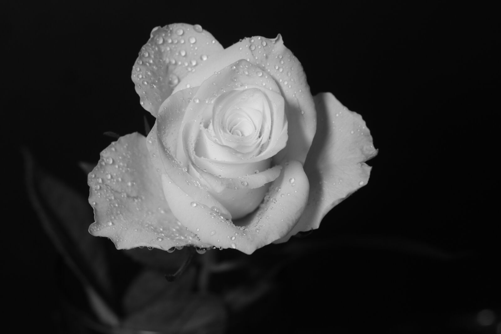 Canon EOS M100 + Canon EF 50mm F1.8 STM sample photo. White rose, black white photography