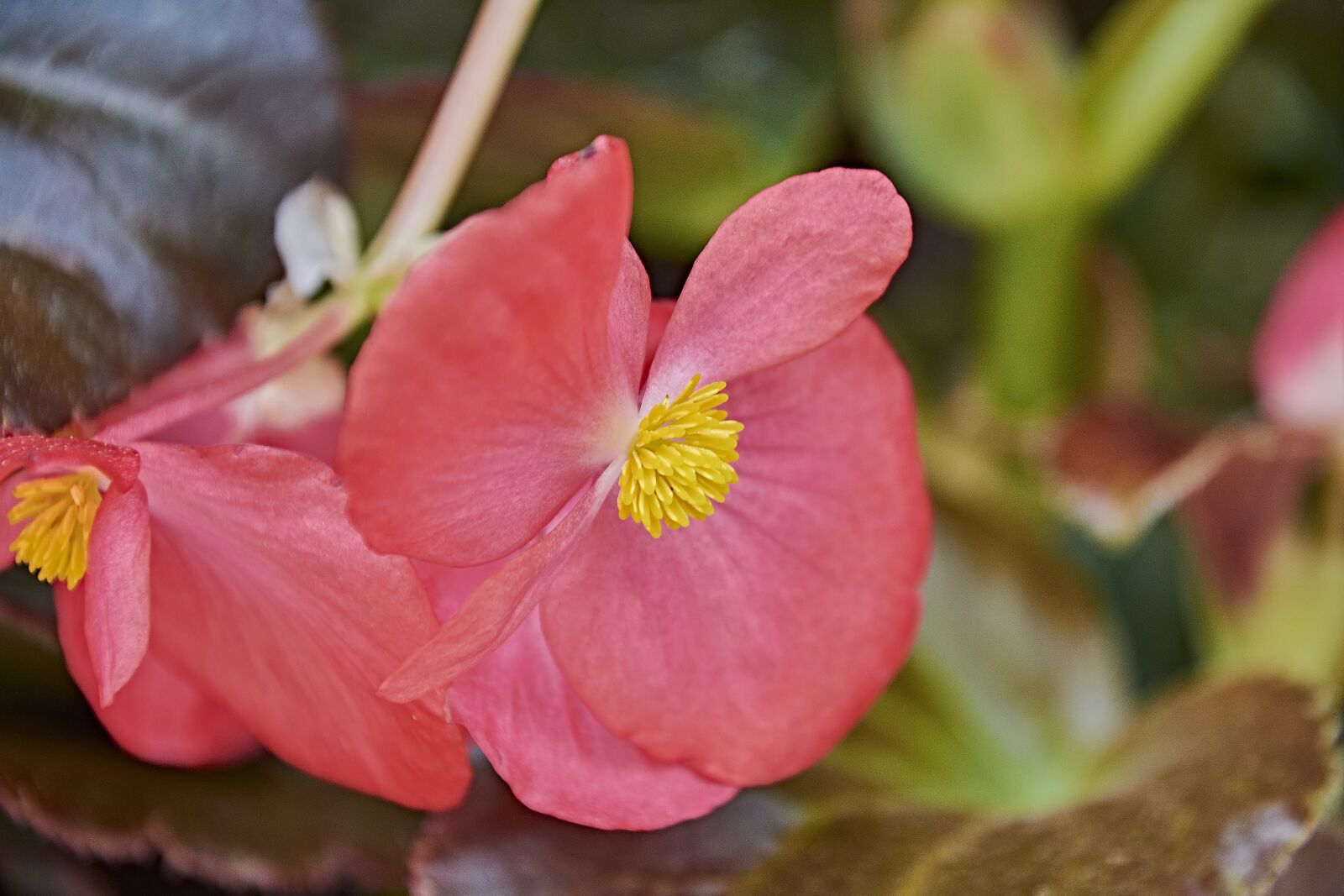 Nikon D7200 sample photo. Flower, garden, plant photography