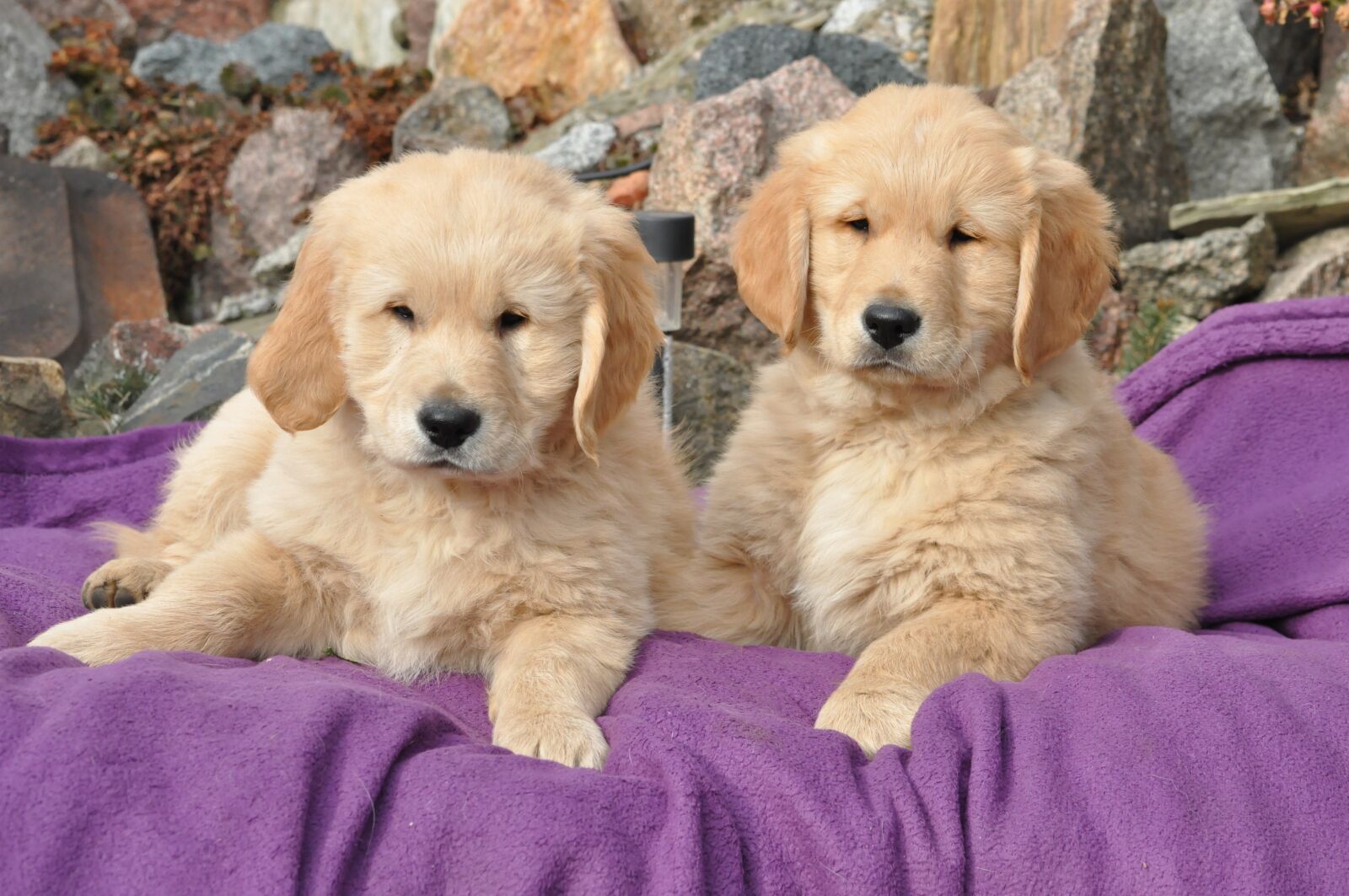 Nikon D90 sample photo. Golden retriever, charming, mammals photography