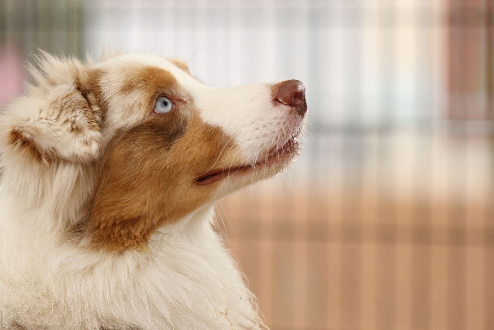 Canon EOS 7D Mark II sample photo. Dog, breed, australian shepherd photography