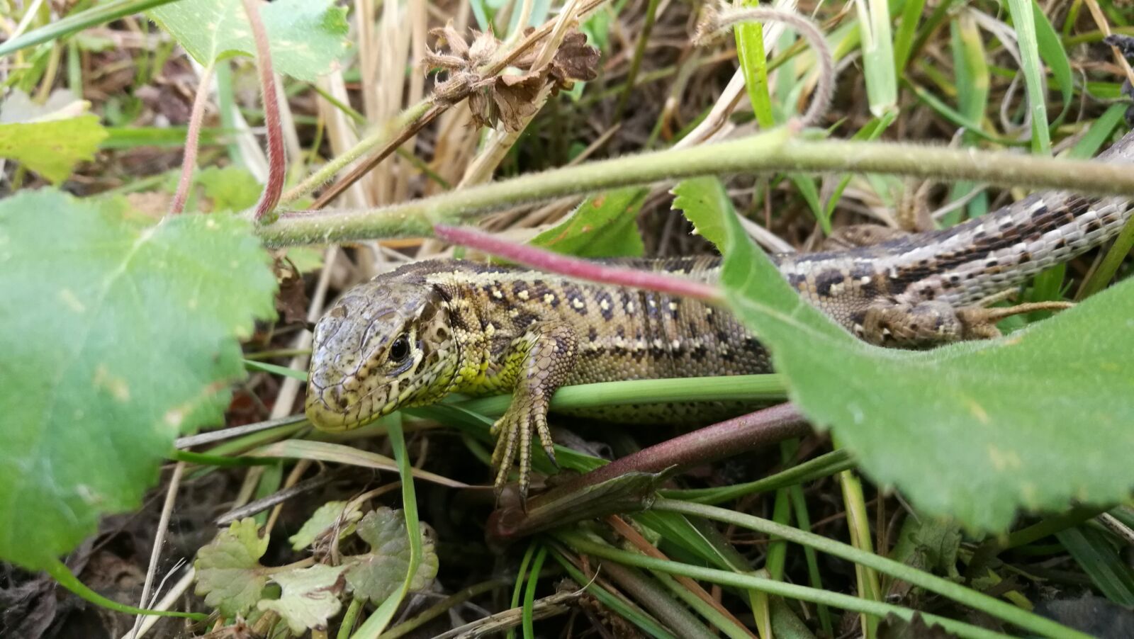 HUAWEI Honor 8 sample photo. The lizard, forest, reptiles photography