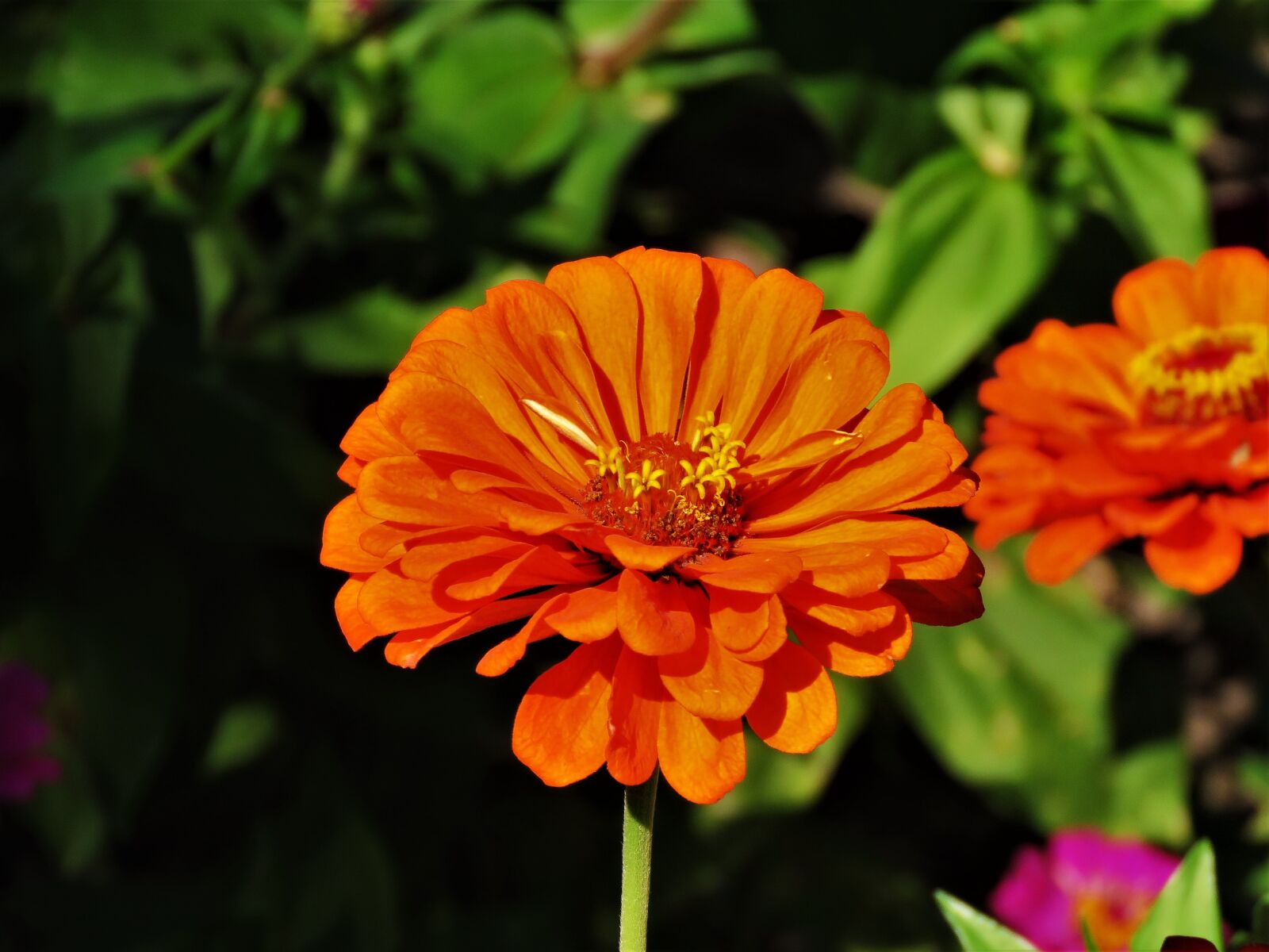 Canon PowerShot SX60 HS sample photo. Flower, orange, yellow photography