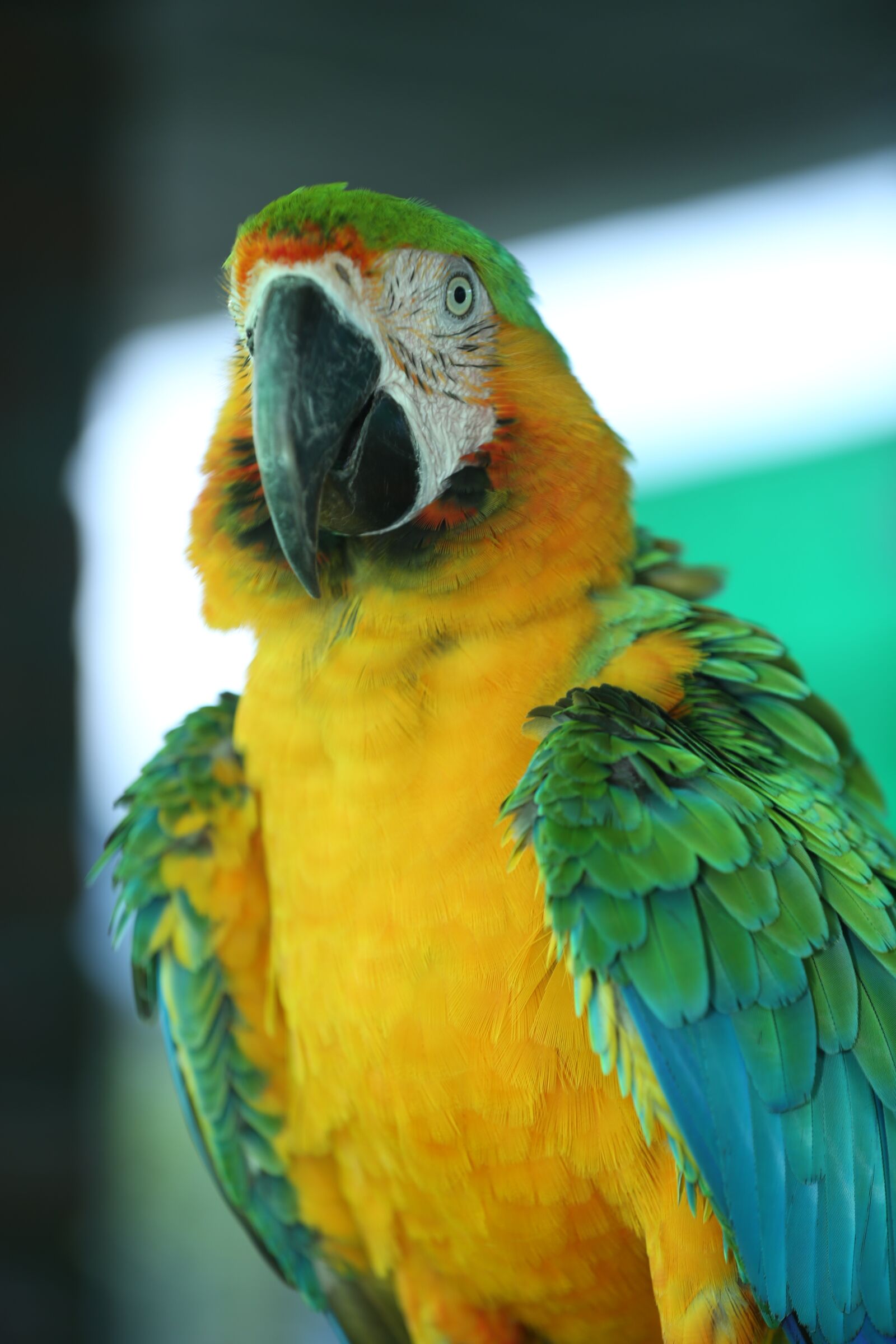 Canon EOS 5D Mark III sample photo. Macaws blue gold, parakeets photography