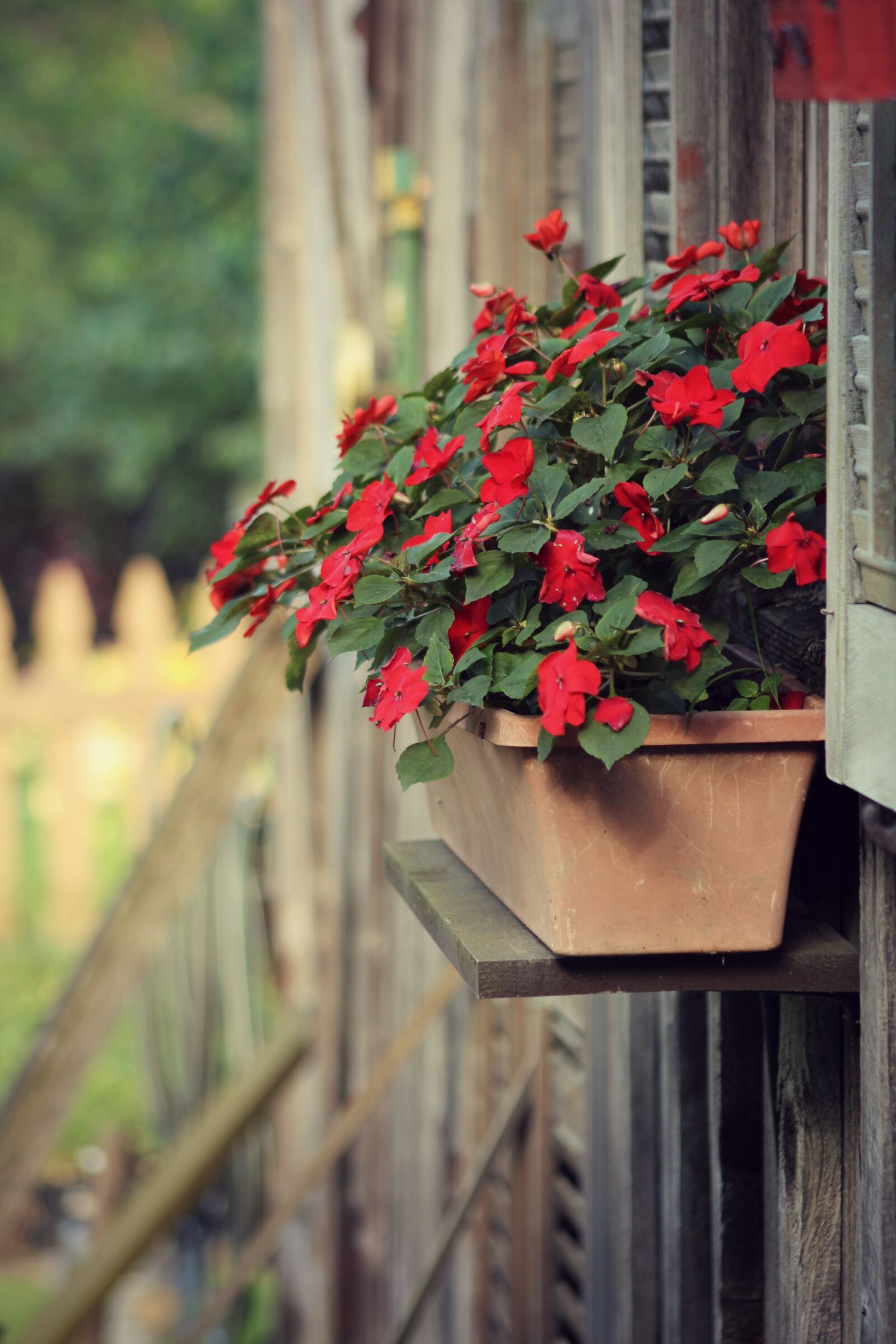 Canon EF 75-300mm f/4-5.6 sample photo. Box, plant, barn photography