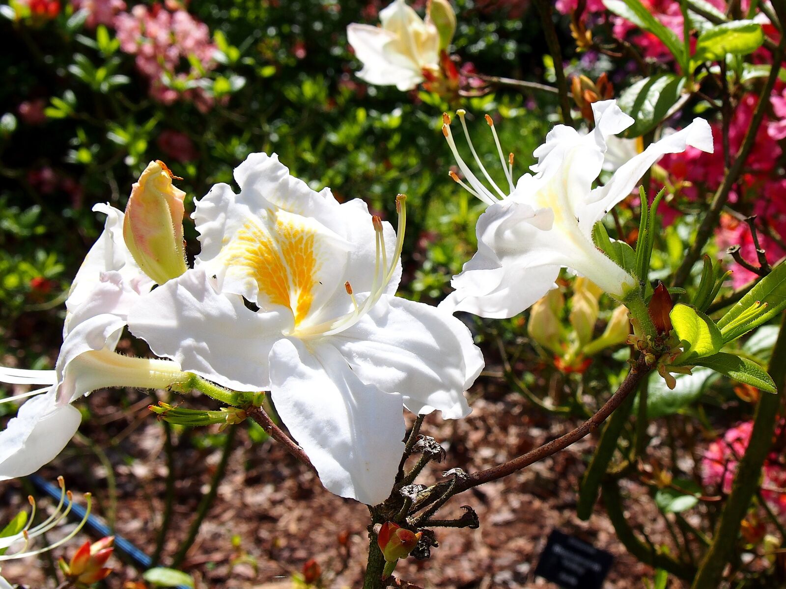 Olympus PEN E-PL6 sample photo. Azalea, flower, azaleas photography