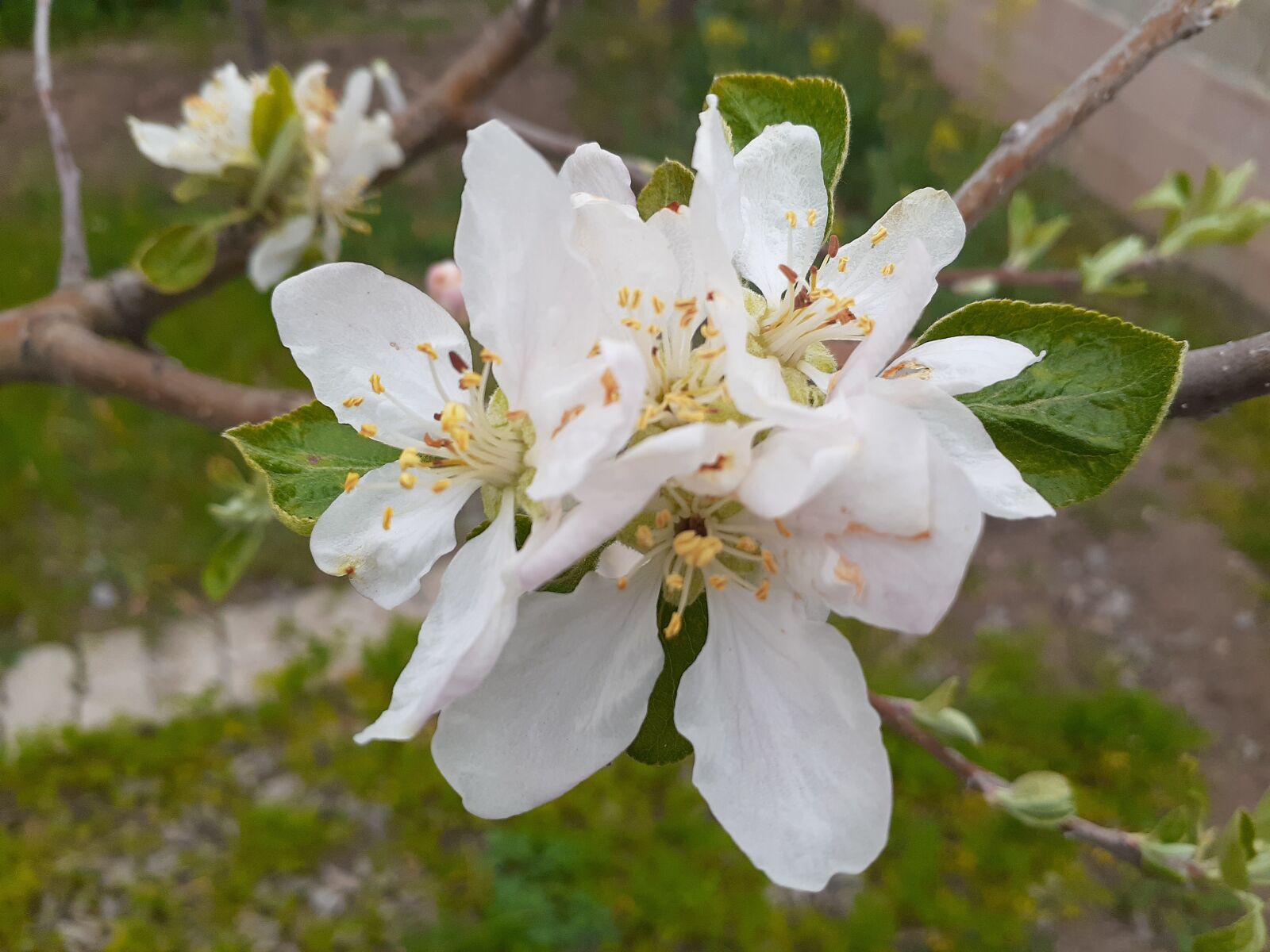 Samsung Galaxy A20 sample photo. Elma, i e i photography