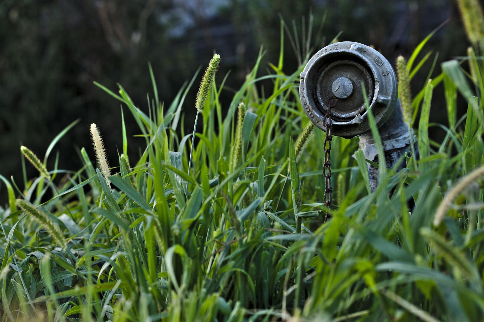 Canon EOS 800D (EOS Rebel T7i / EOS Kiss X9i) sample photo. Water, grass, inlet photography