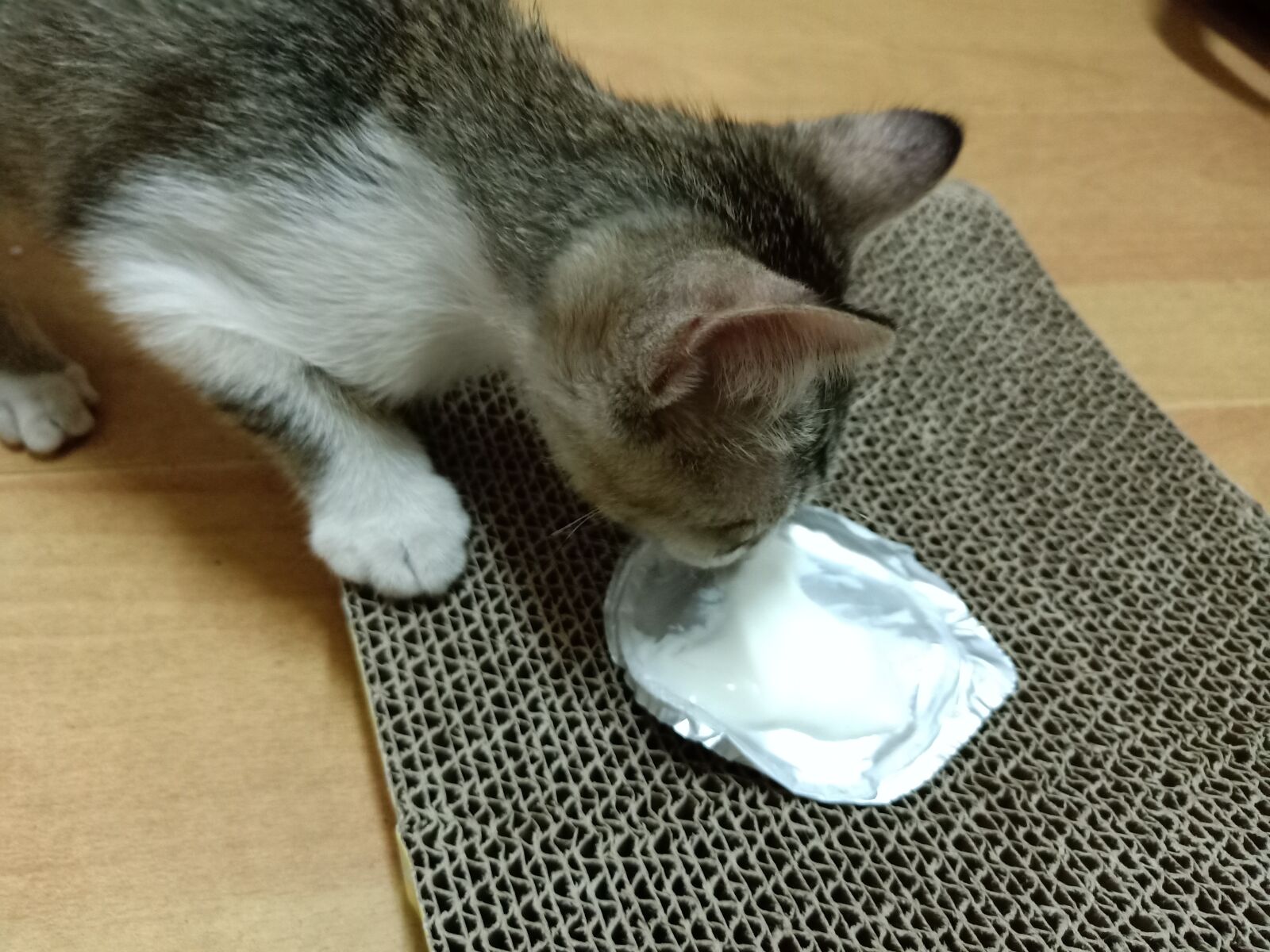 OPPO R15 sample photo. Milk the cat, drink photography
