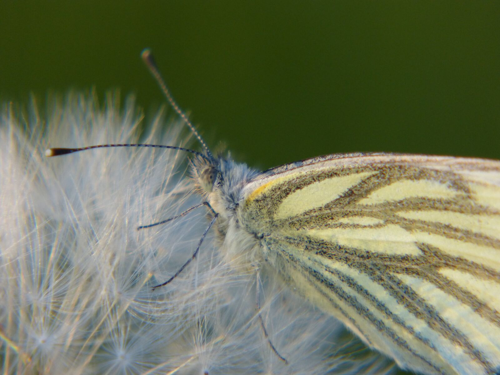 Panasonic DMC-FZ62 sample photo. Butterfly, dandelion, spring photography